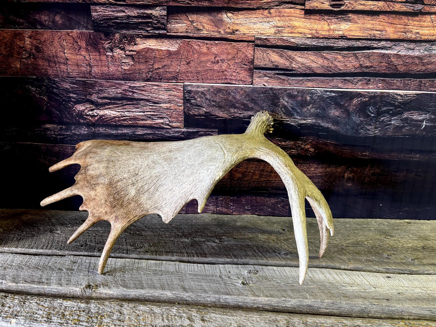 Bull Moose Antler. Giant, Premium Moose Antler for Crafting, Decor and More!