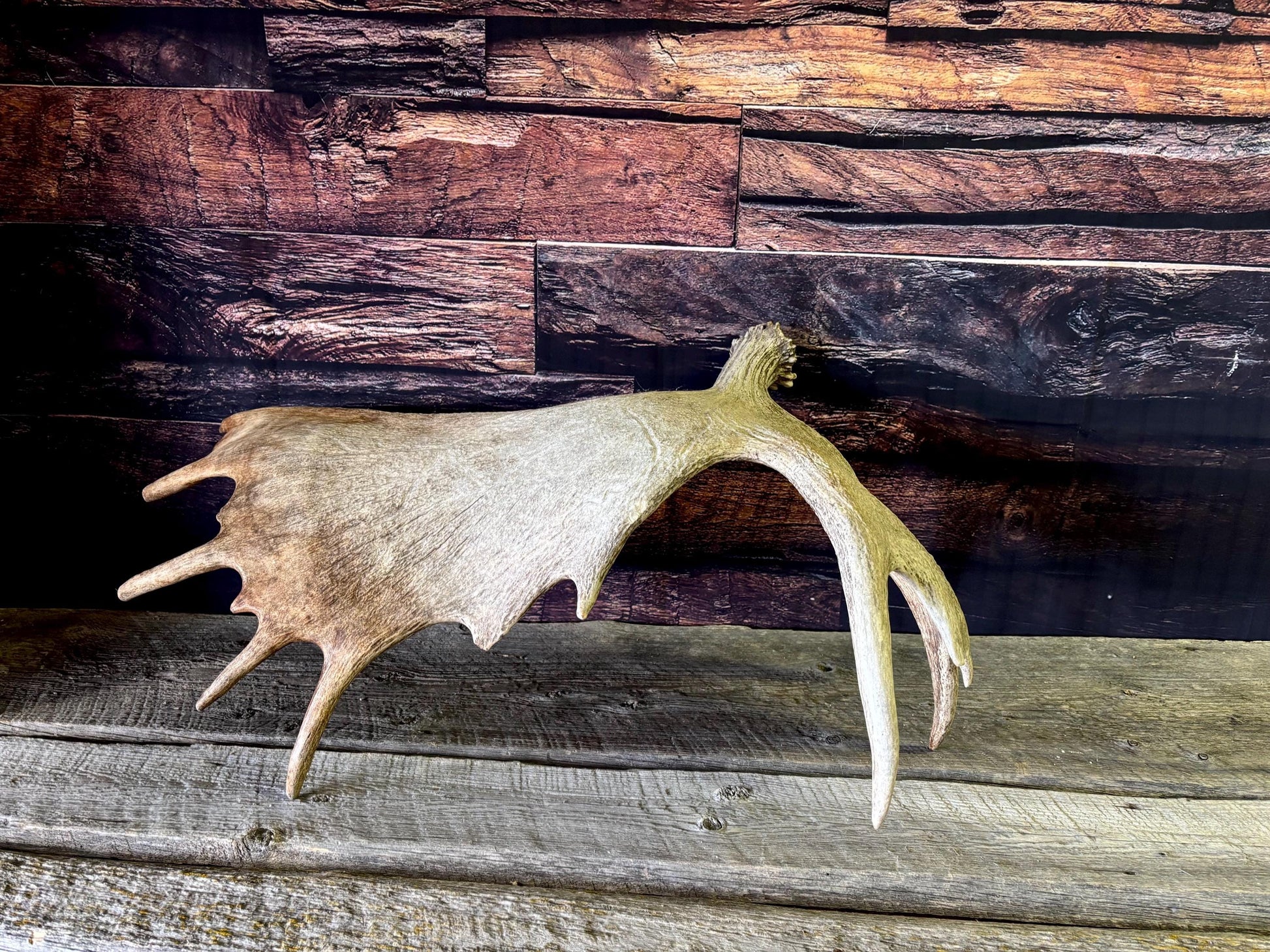Bull Moose Antler. Giant, Premium Moose Antler for Crafting, Decor and More!