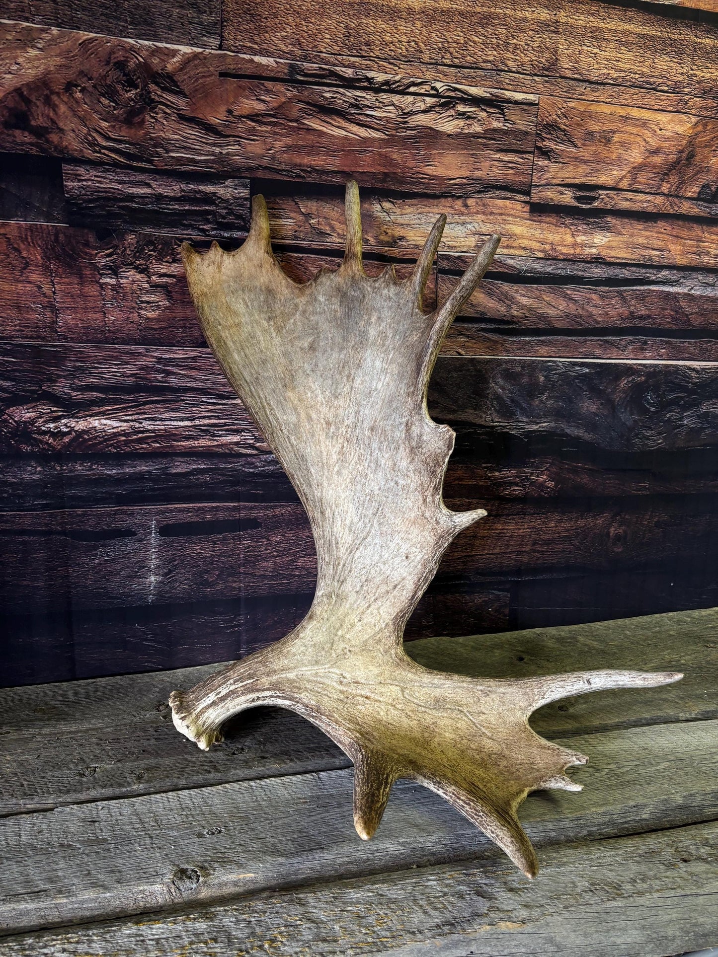 Bull Moose Antler. Giant, Premium Moose Antler for Crafting, Decor and More!