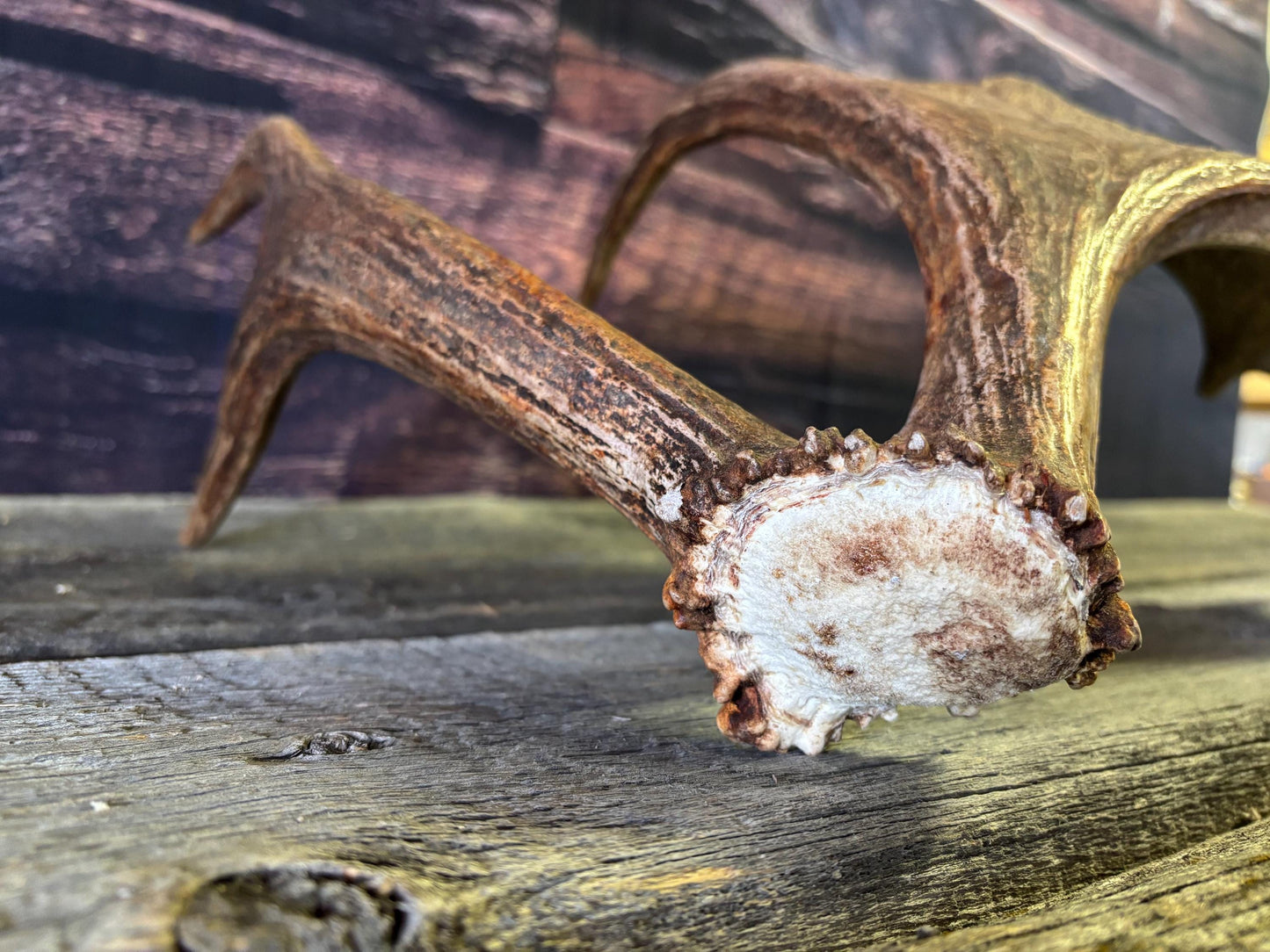 Bull Moose Antler. Unusual & Medium sized. For Crafting, Decor and More
