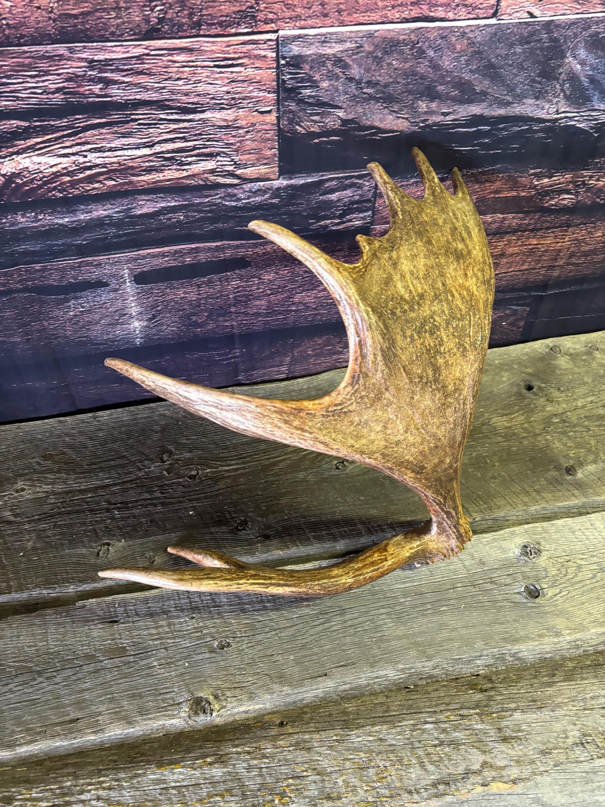 Bull Moose Antler. Unusual & Medium sized. For Crafting, Decor and More
