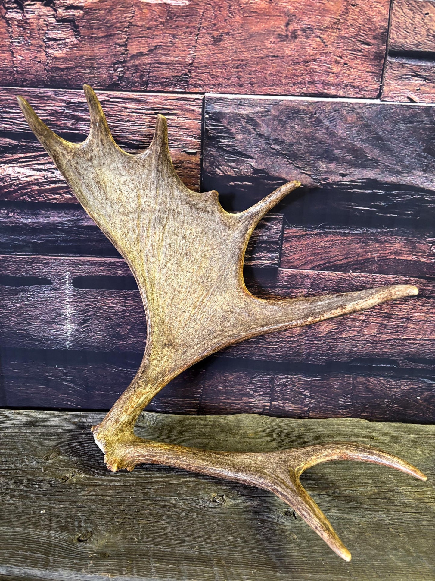 Bull Moose Antler. Unusual & Medium sized. For Crafting, Decor and More