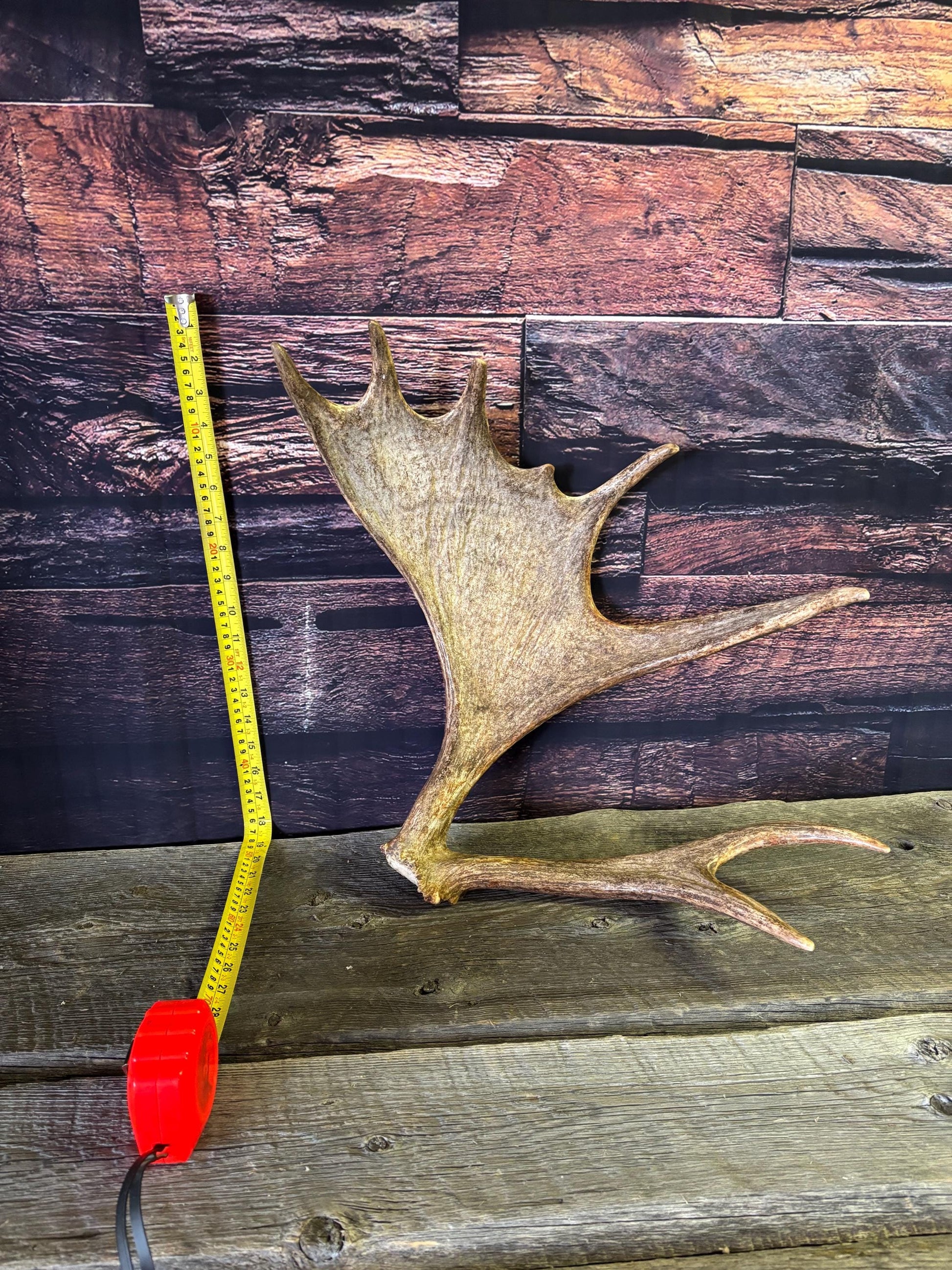 Bull Moose Antler. Unusual & Medium sized. For Crafting, Decor and More