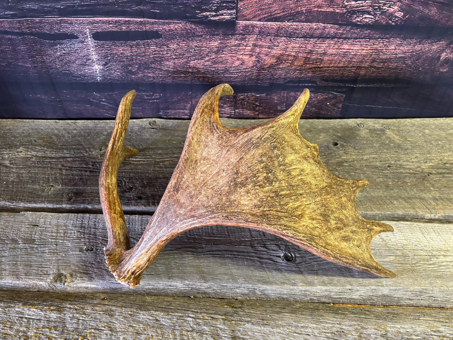 Bull Moose Antler. Unusual & Medium sized. For Crafting, Decor and More