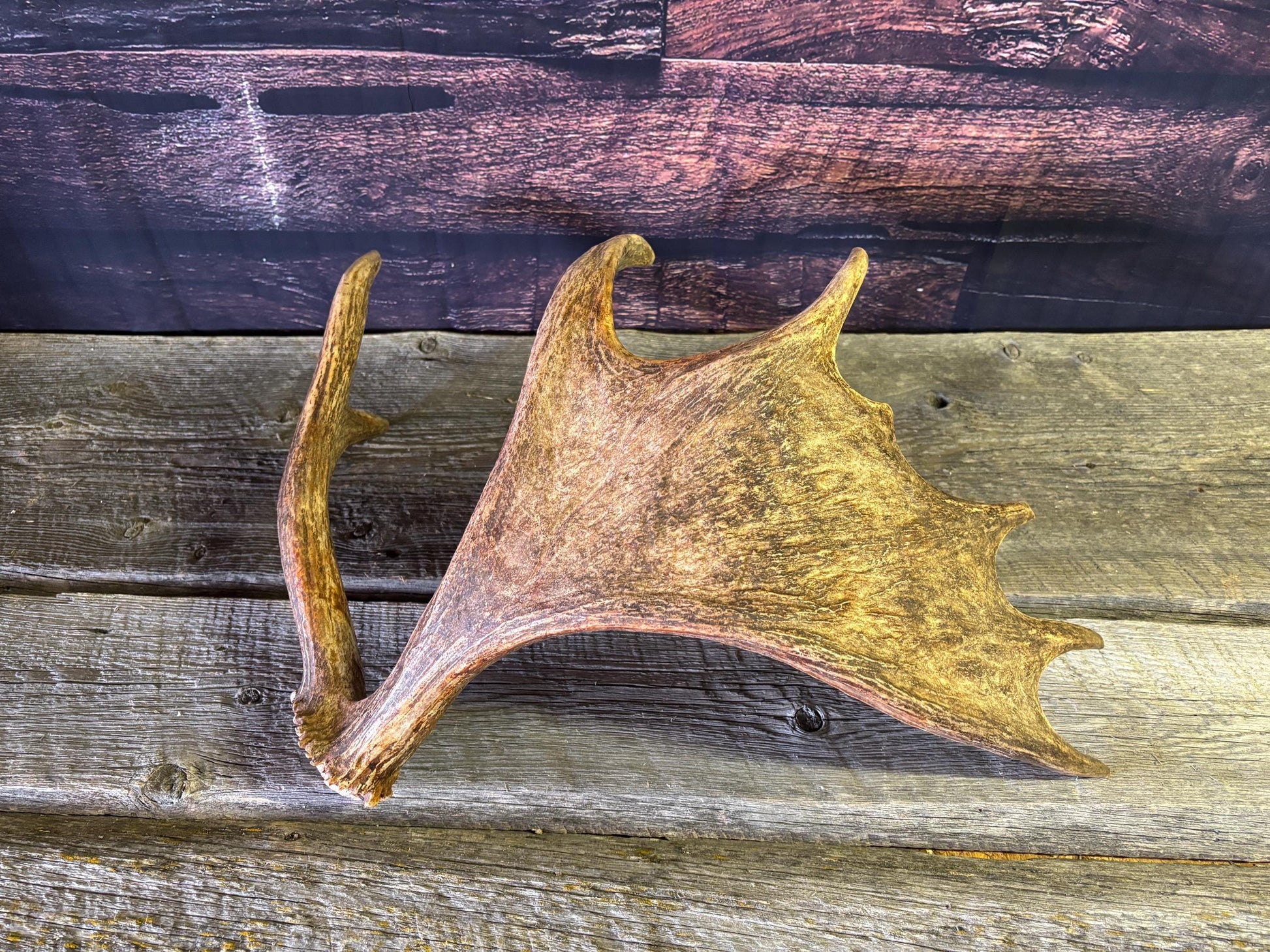 Bull Moose Antler. Unusual & Medium sized. For Crafting, Decor and More