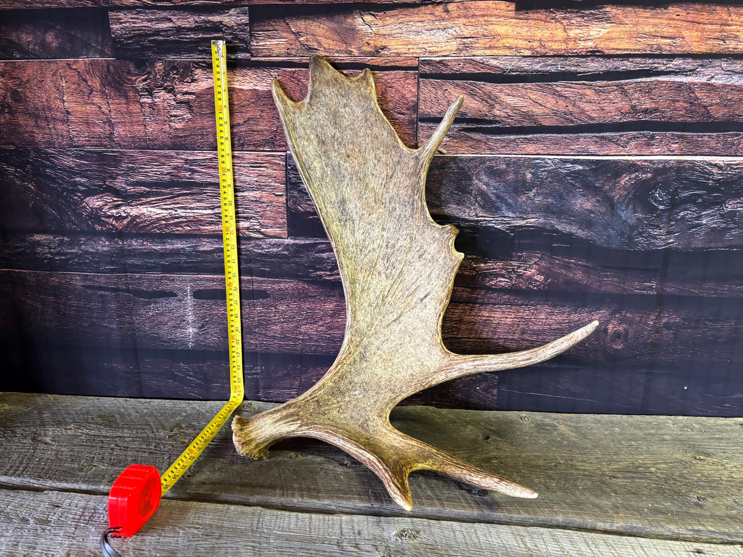 Bull Moose Antler. Classic, Premium Moose Antler for Crafting, Decor and More!