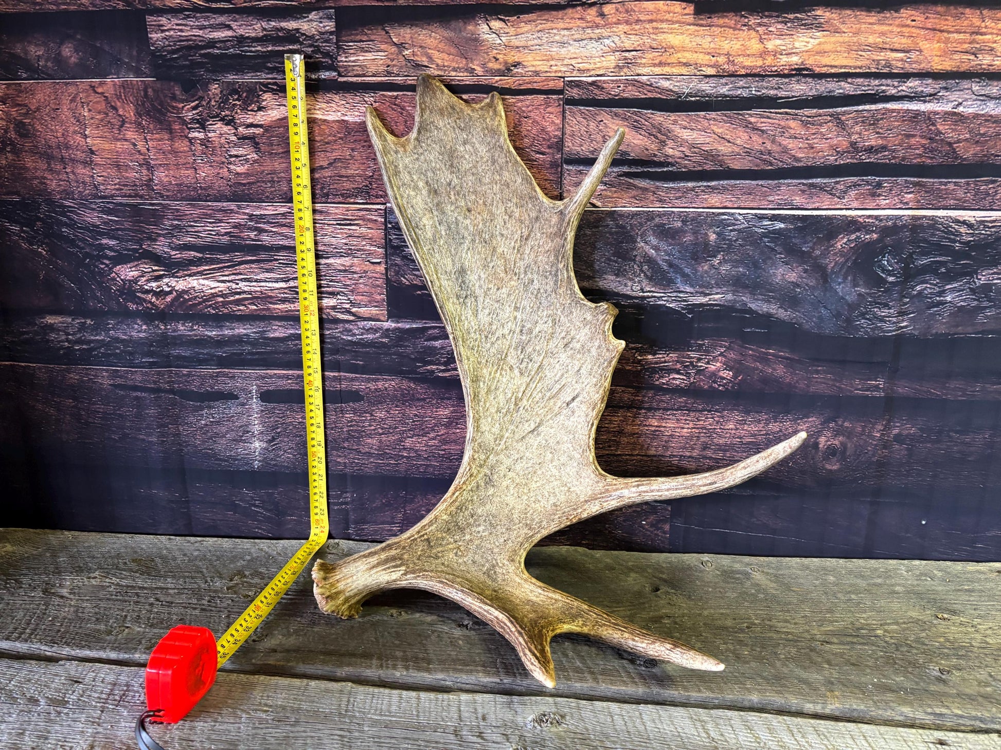 Bull Moose Antler. Classic, Premium Moose Antler for Crafting, Decor and More!