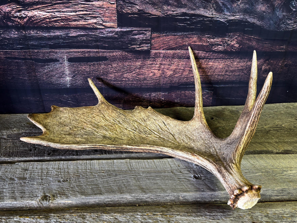 Bull Moose Antler. Classic, Premium Moose Antler for Crafting, Decor and More!