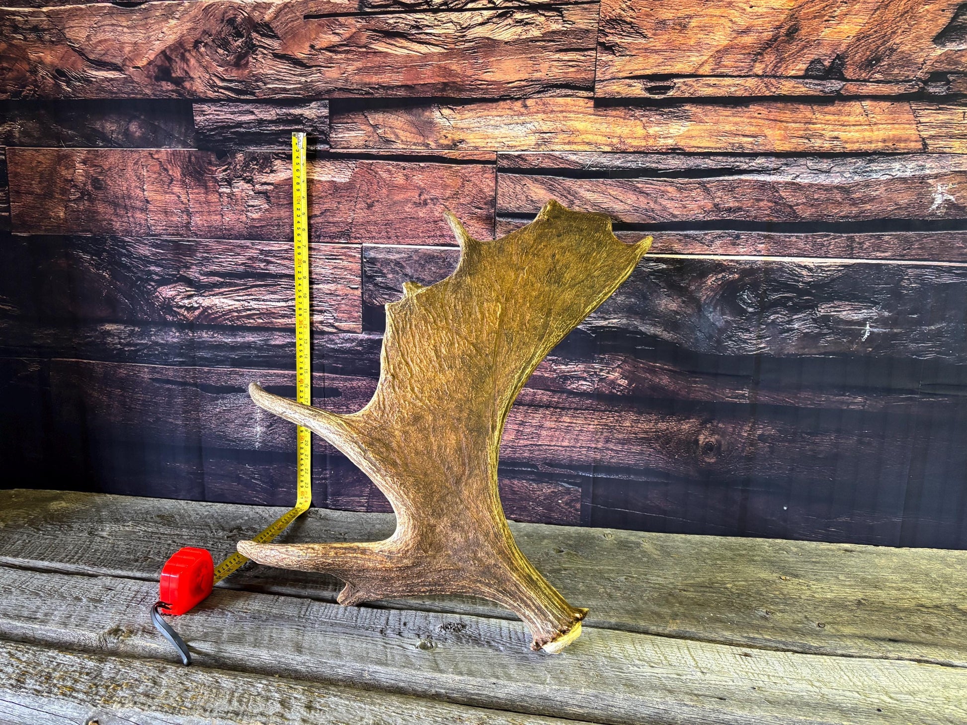 Bull Moose Antler. Classic, Premium Moose Antler for Crafting, Decor and More!