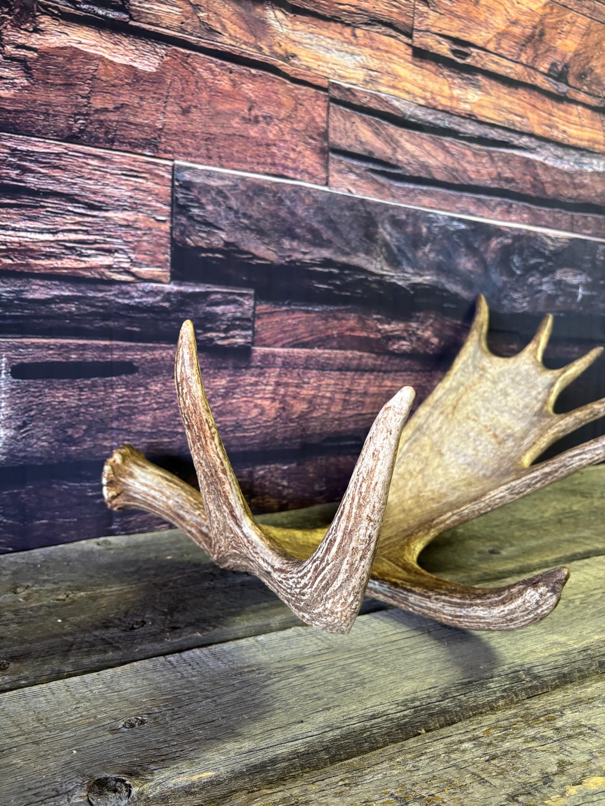Bull Moose Antler. Perfect Condition, Large Moose Antler for Crafting, Decor and More!