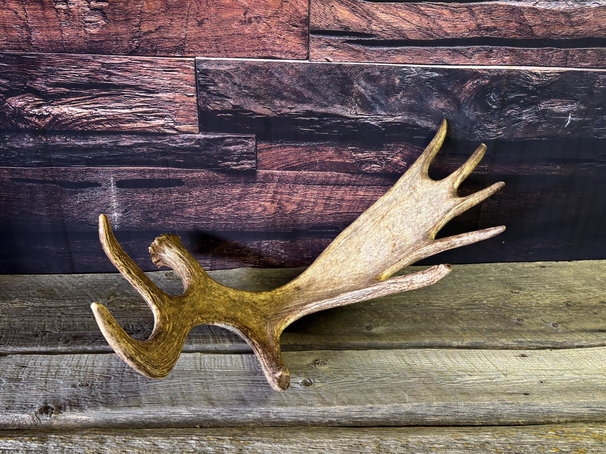 Bull Moose Antler. Perfect Condition, Large Moose Antler for Crafting, Decor and More!