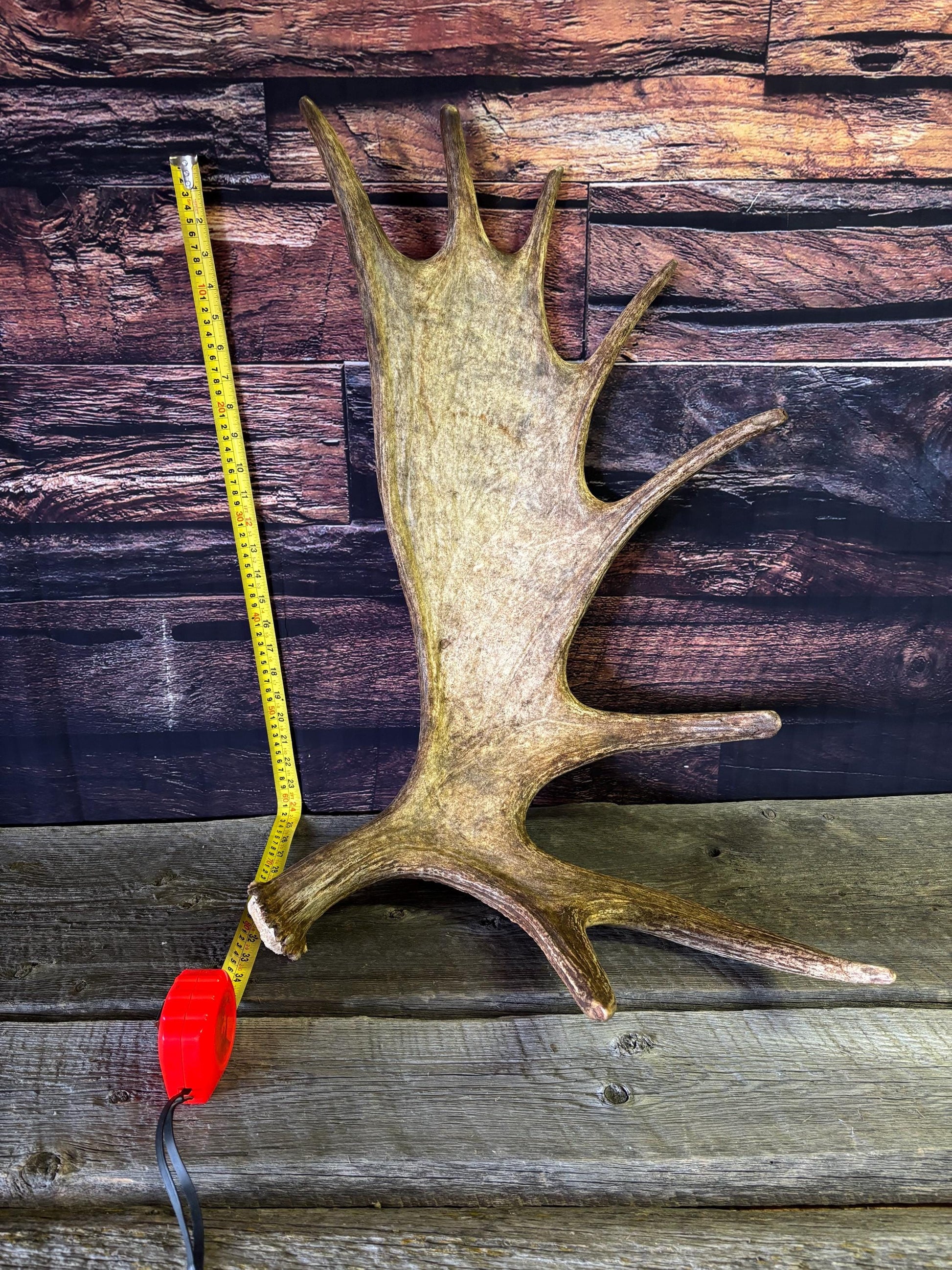 Bull Moose Antler. Perfect Condition, Large Moose Antler for Crafting, Decor and More!