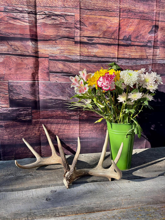 Deer Antlers - White-tailed deer Matching Set. Wild Canadian Whitetail Buck Antlers