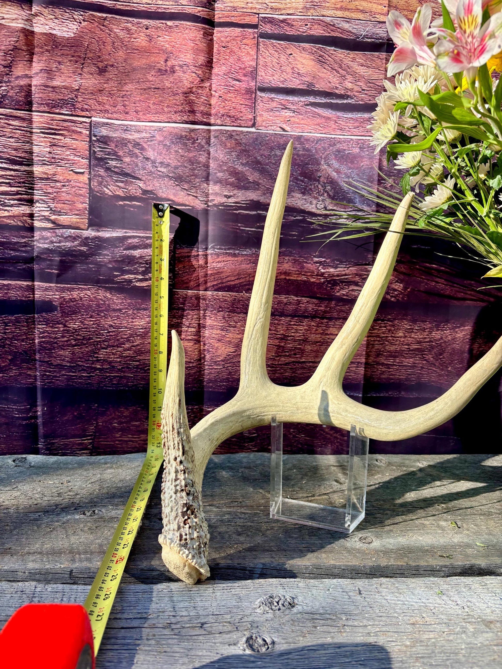 White-tailed Deer Antler. Classic, Large Canadian Buck. Crafting and Decor Antlers