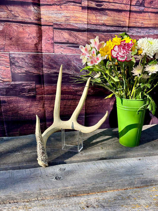 White-tailed Deer Antler. Classic, Large Canadian Buck. Crafting and Decor Antlers