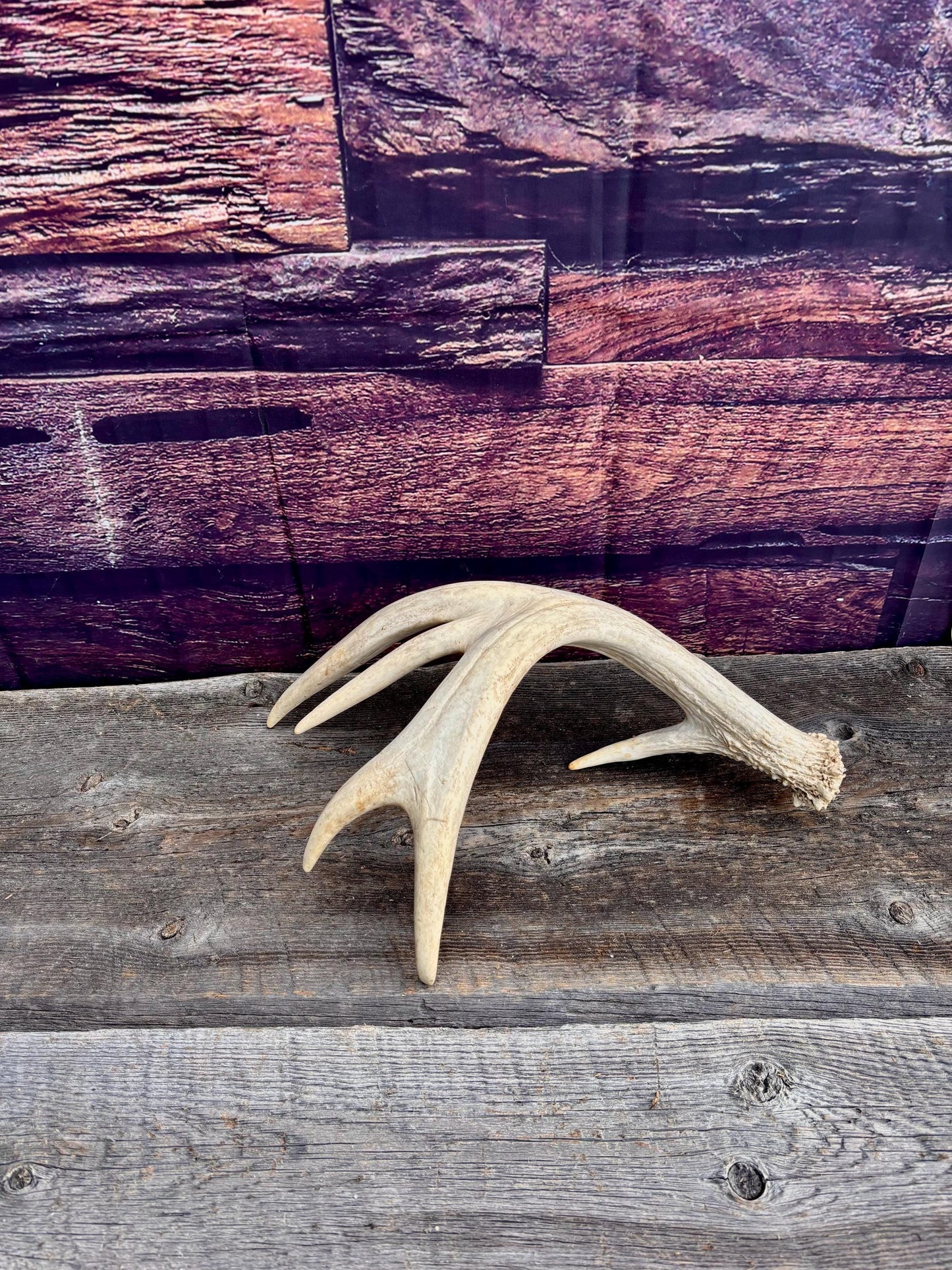 White-tailed Deer Antler. Heavy Mass - Large Canadian Buck. Crafting and Decor Antlers