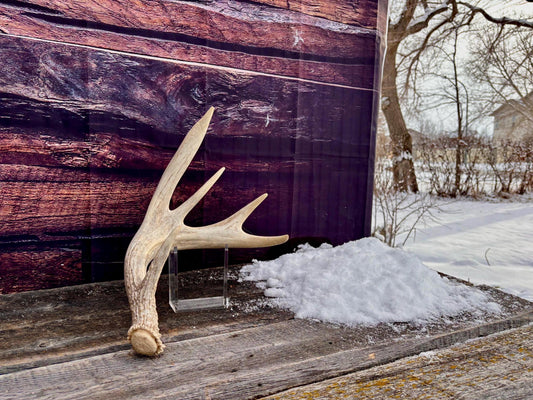 White-tailed Deer Antler. Heavy Mass - Large Canadian Buck. Crafting and Decor Antlers