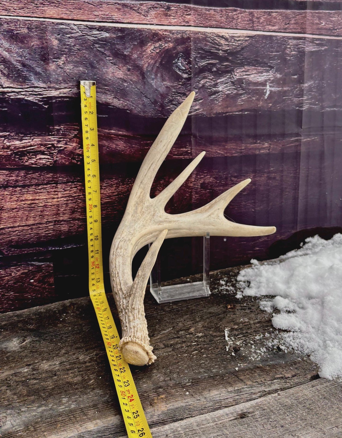 White-tailed Deer Antler. Heavy Mass - Large Canadian Buck. Crafting and Decor Antlers