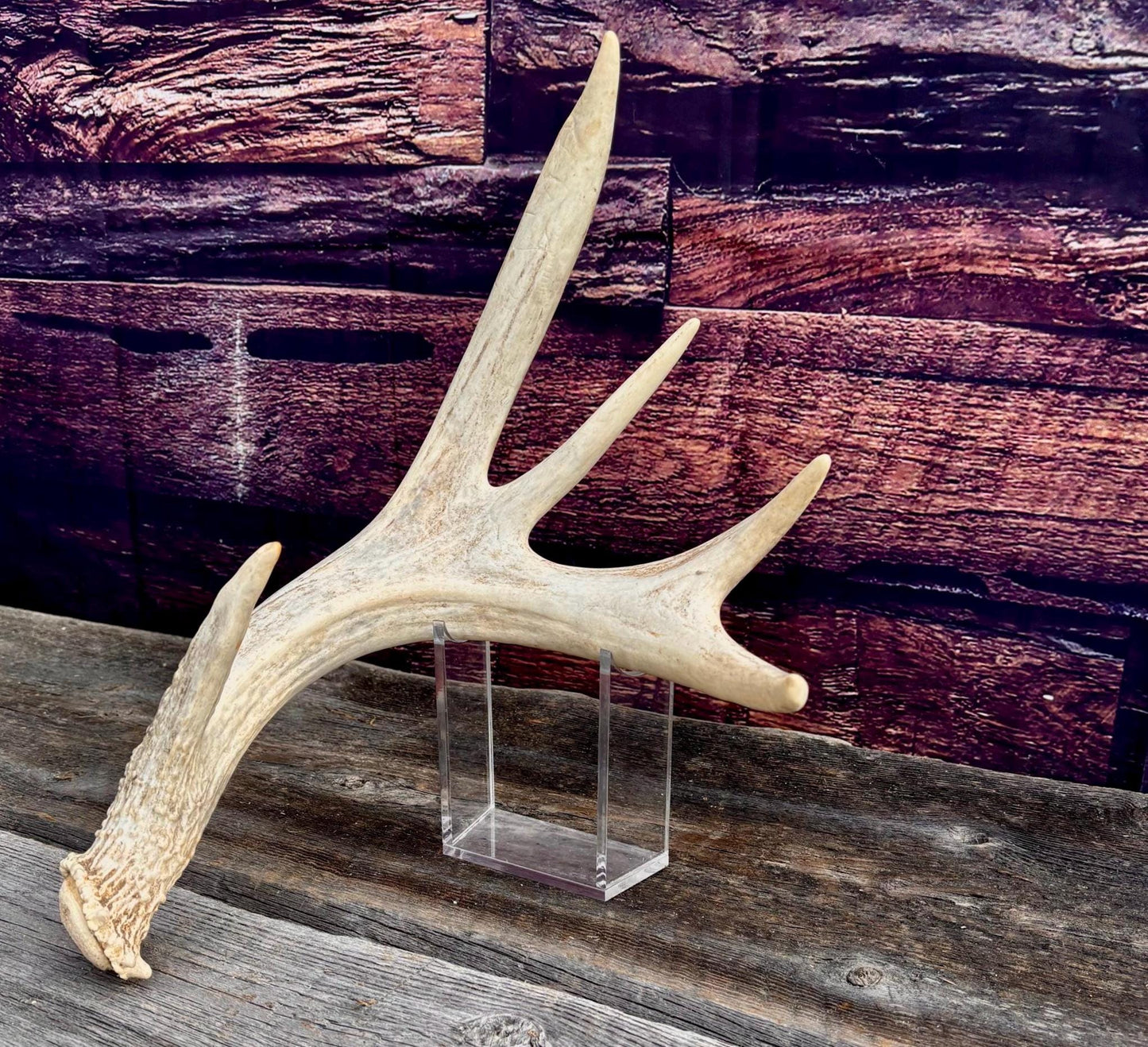 White-tailed Deer Antler. Heavy Mass - Large Canadian Buck. Crafting and Decor Antlers