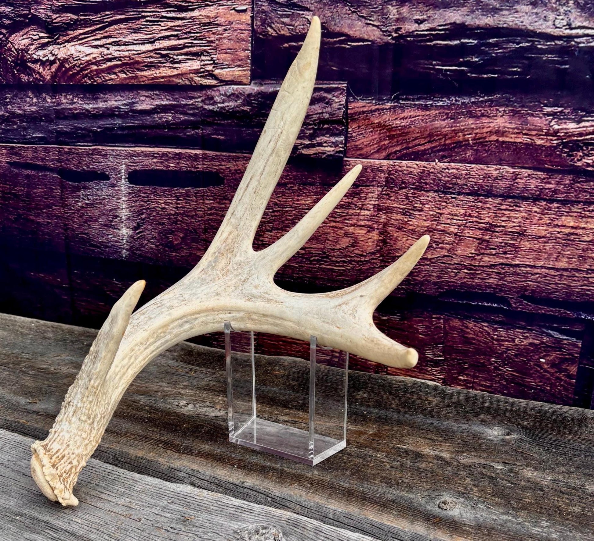 White-tailed Deer Antler. Heavy Mass - Large Canadian Buck. Crafting and Decor Antlers