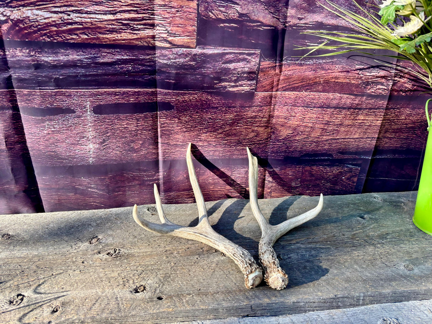 Deer Antlers - Mule deer Matching Set. Wild Canadian Mule deer Buck Antlers for Crafting, Decor and More