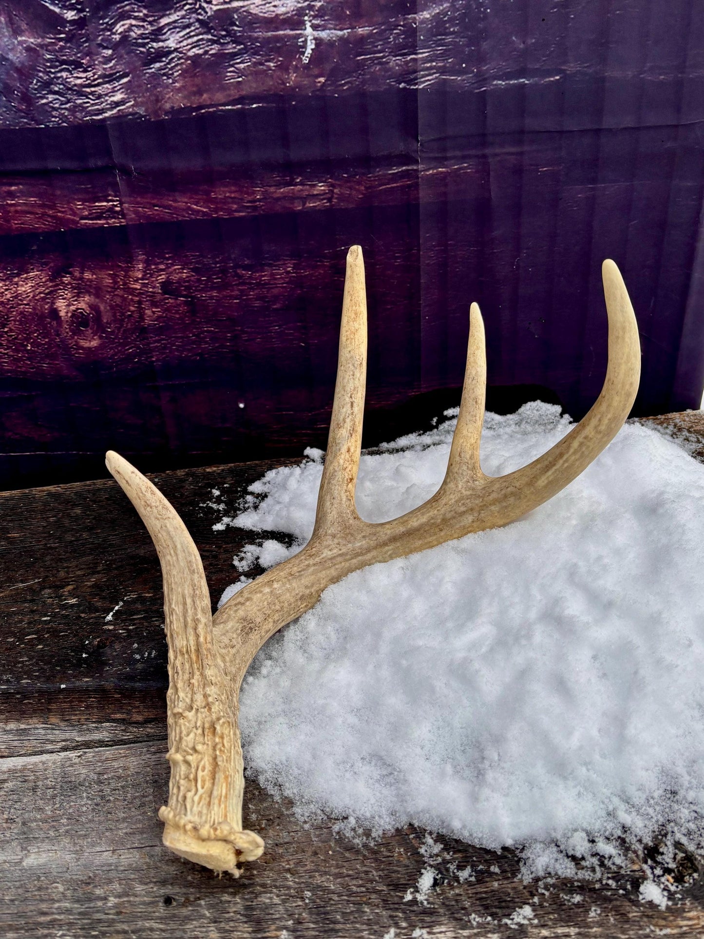 Deer Antler - White White-tailed deer Antler. Rustic Decor. Antler for decor, design, crafting and more