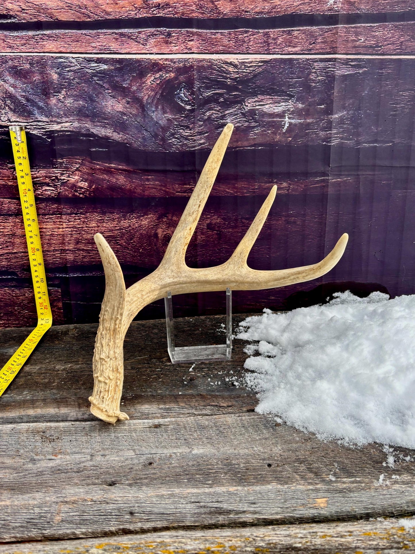 Deer Antler - White White-tailed deer Antler. Rustic Decor. Antler for decor, design, crafting and more