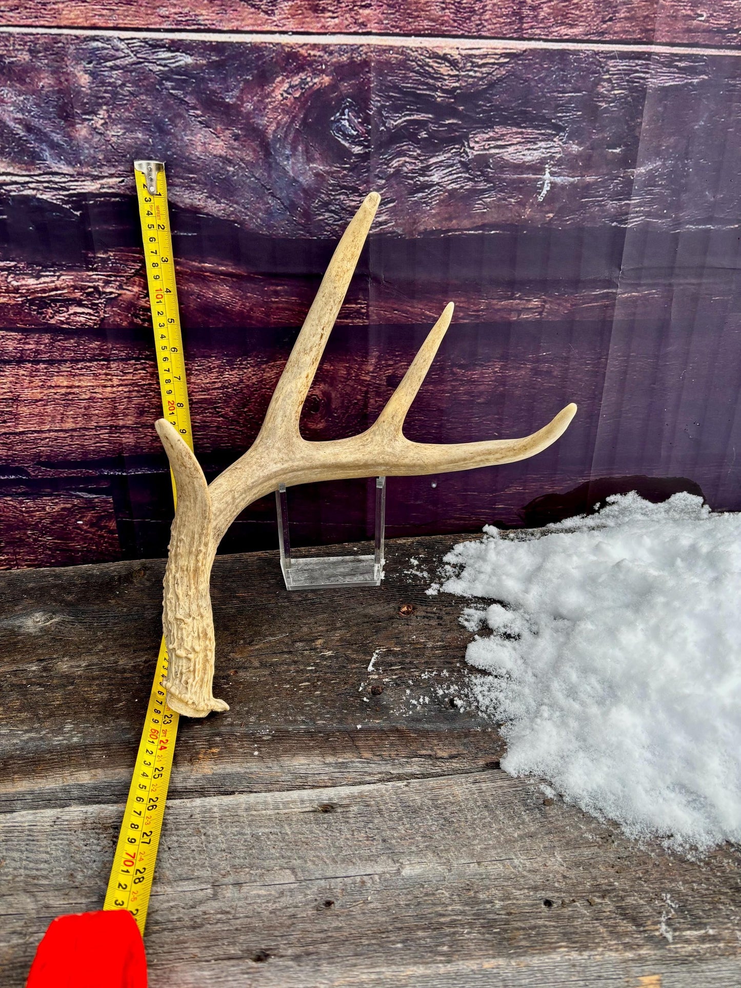 Deer Antler - White White-tailed deer Antler. Rustic Decor. Antler for decor, design, crafting and more