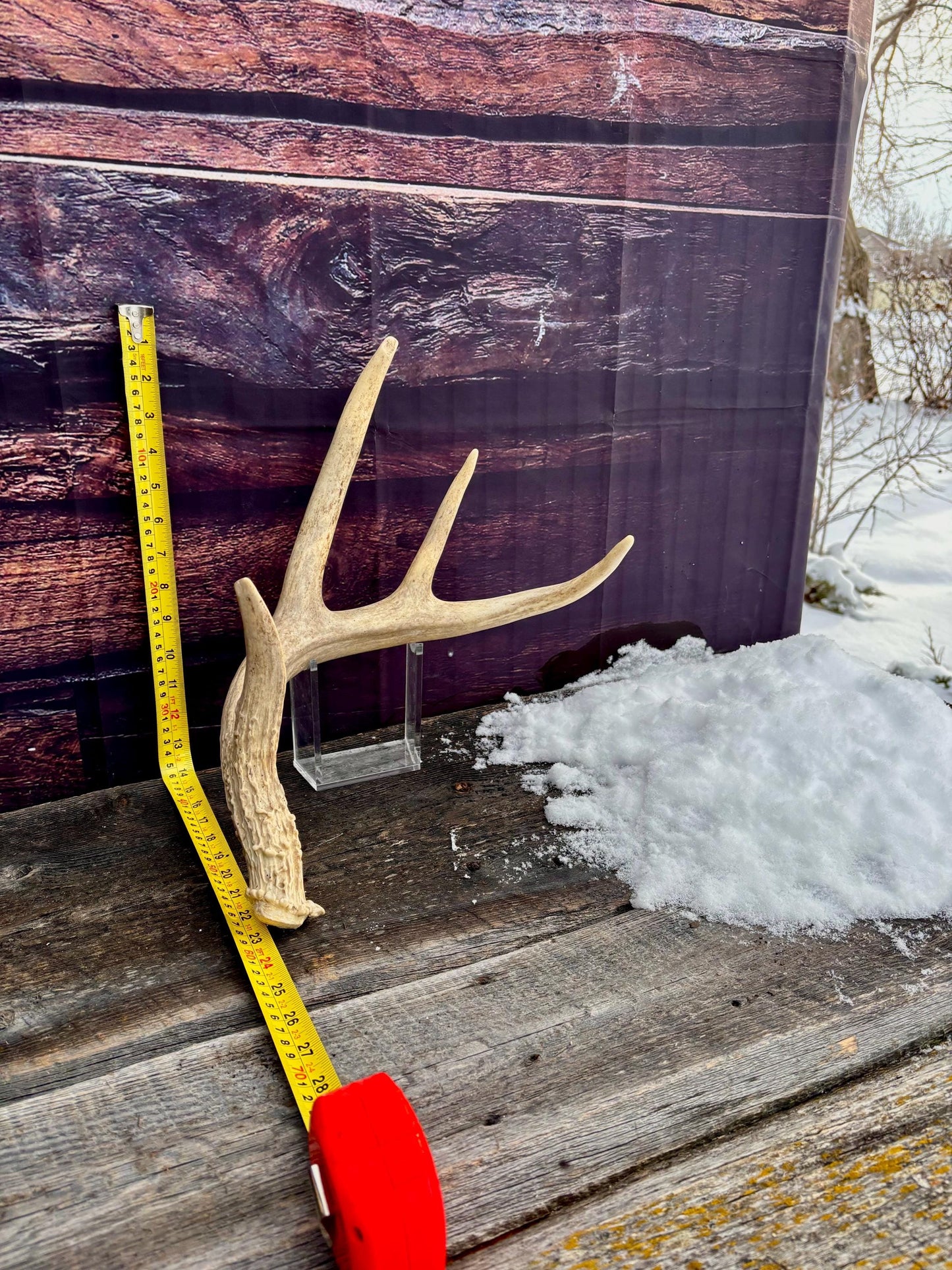 Deer Antler - White White-tailed deer Antler. Rustic Decor. Antler for decor, design, crafting and more