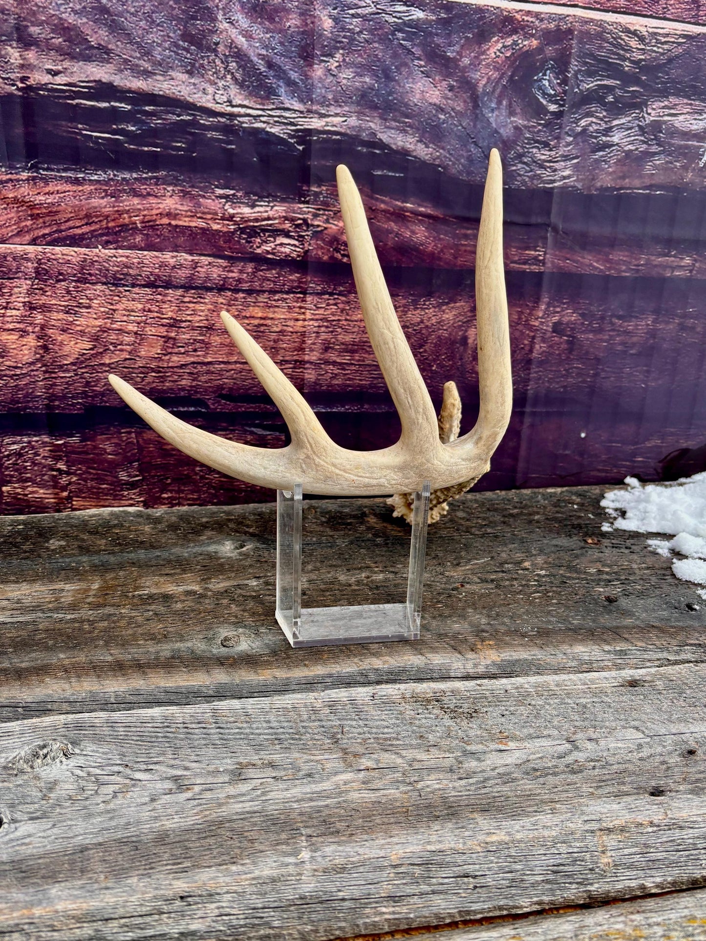 Deer Antler - Large White-tailed deer Antler. Rustic Decor. Classic 5pt Antler for decor, design, crafting and more