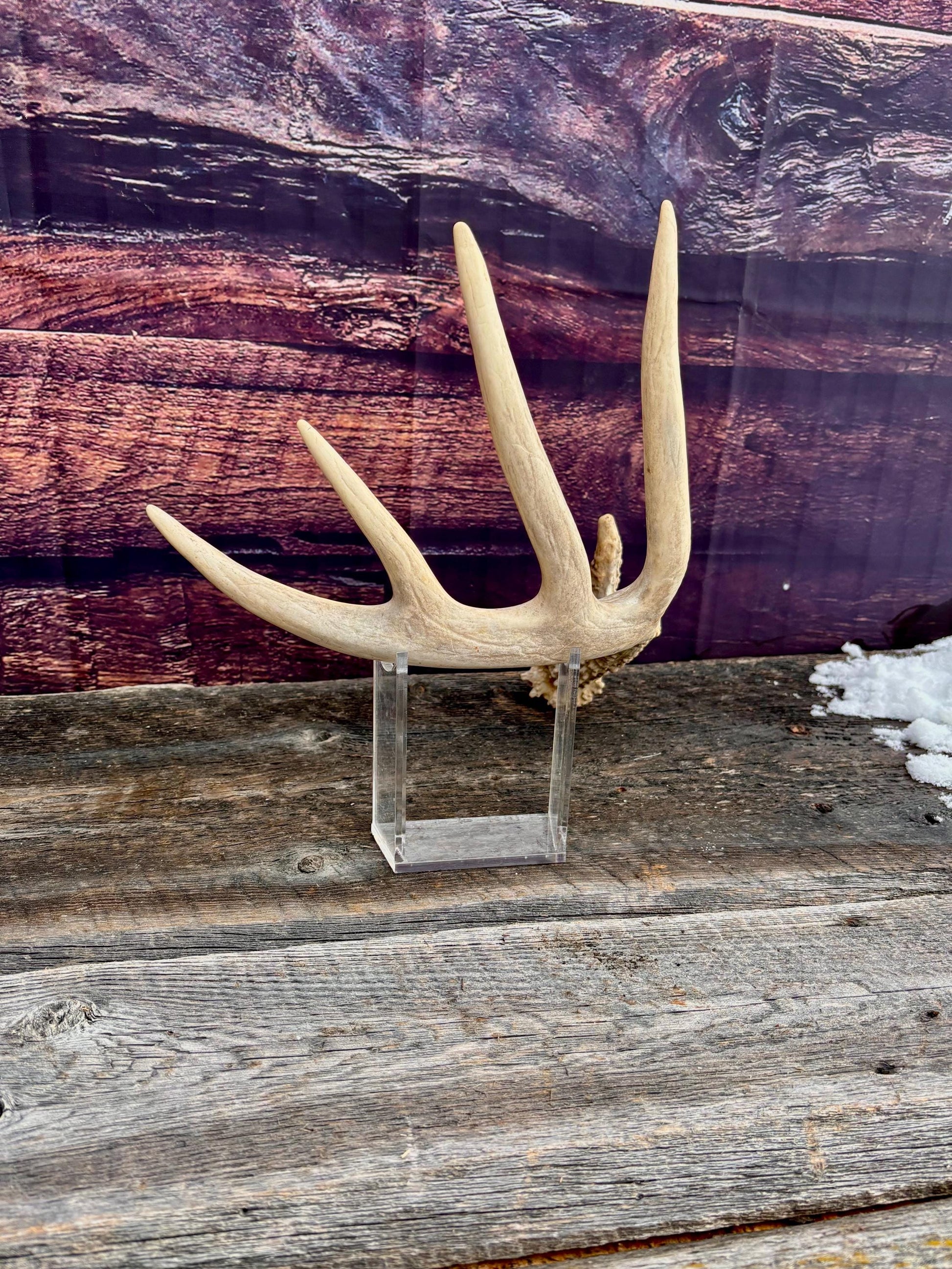 Deer Antler - Large White-tailed deer Antler. Rustic Decor. Classic 5pt Antler for decor, design, crafting and more