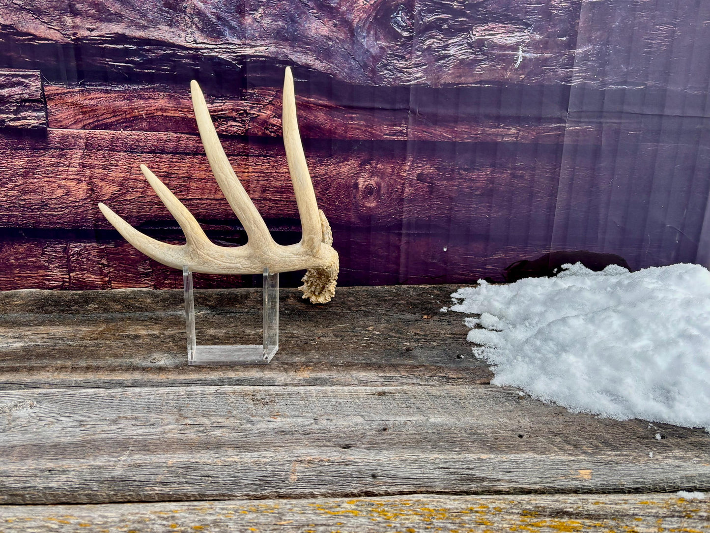 Deer Antler - Large White-tailed deer Antler. Rustic Decor. Classic 5pt Antler for decor, design, crafting and more