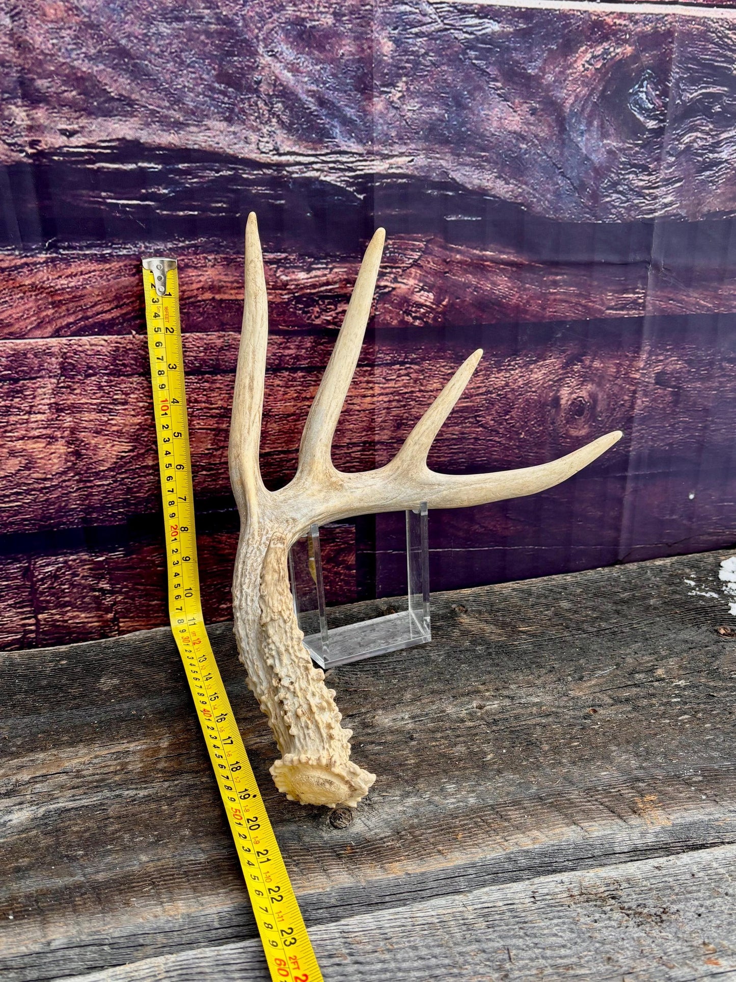 Deer Antler - Large White-tailed deer Antler. Rustic Decor. Classic 5pt Antler for decor, design, crafting and more