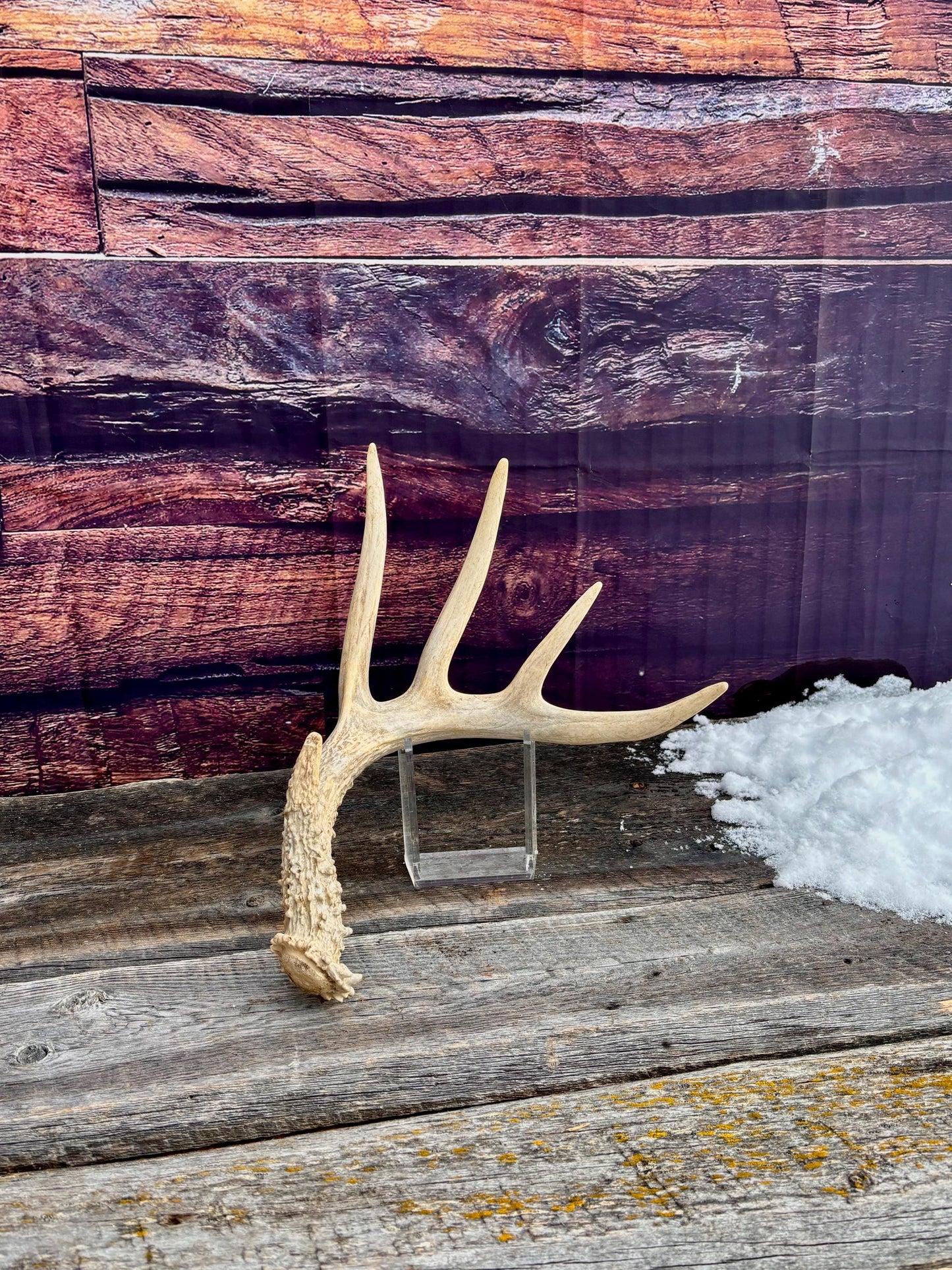 Deer Antler - Large White-tailed deer Antler. Rustic Decor. Classic 5pt Antler for decor, design, crafting and more