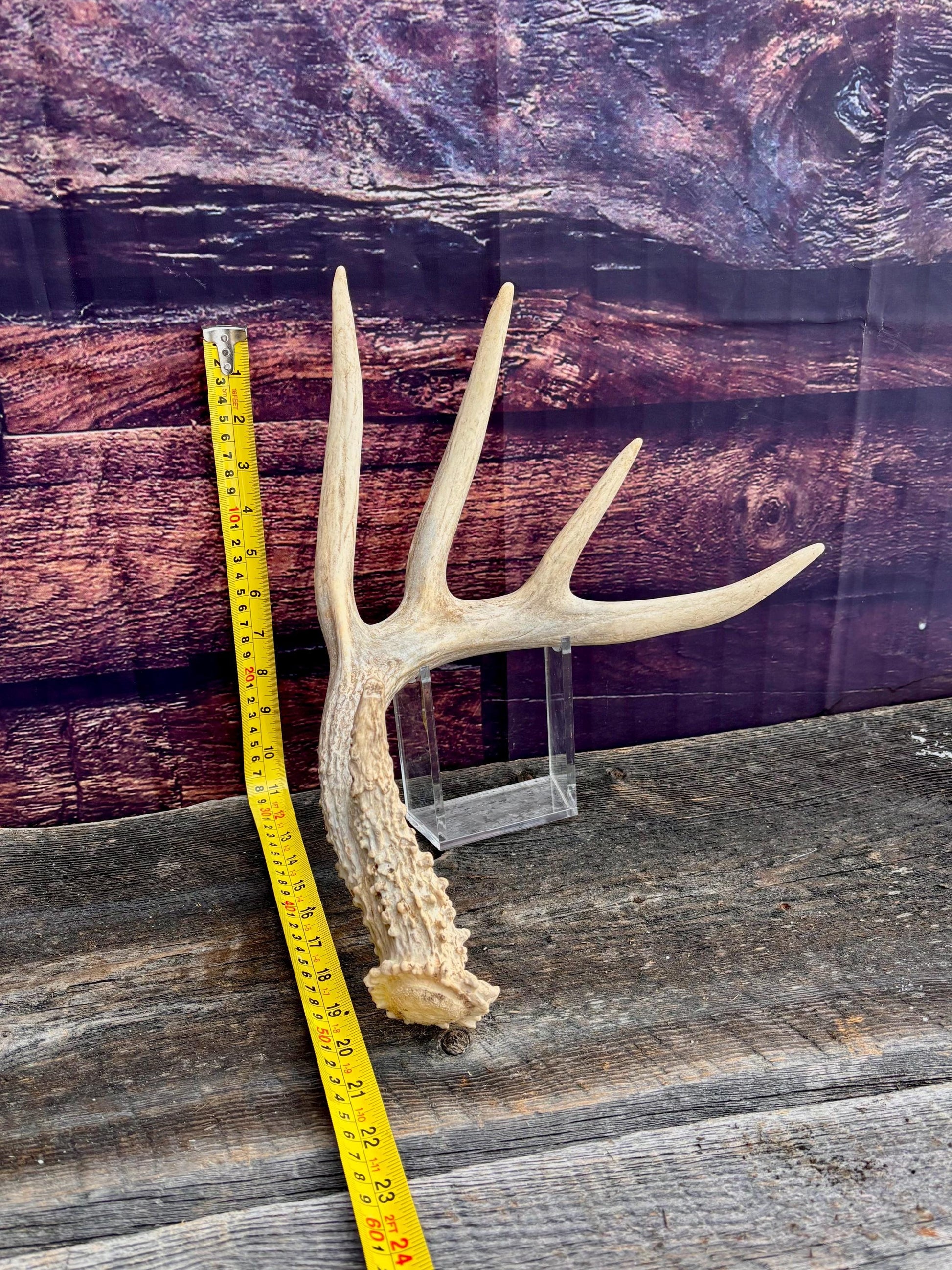 Deer Antler - Large White-tailed deer Antler. Rustic Decor. Classic 5pt Antler for decor, design, crafting and more