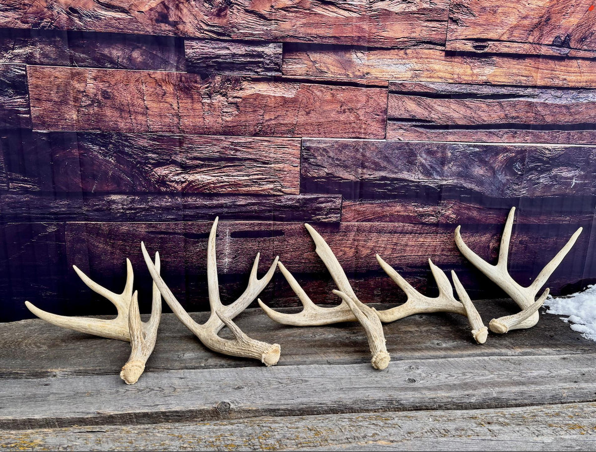 Natural White-tail Deer Antlers. ANY SIZE. Crafting, Decorations and So Much More. Highest Quality, Naturally Shed