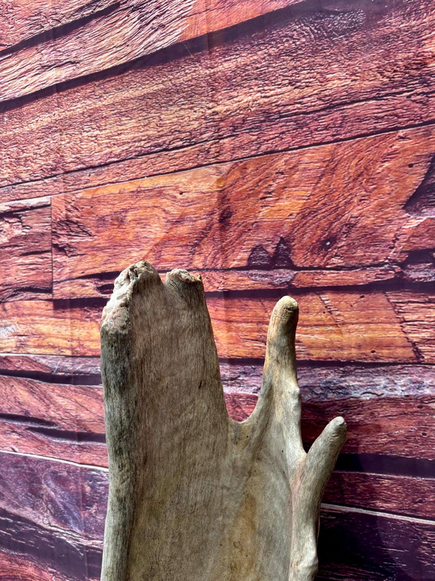 Enormous Alberta Moose Antler Set. Massive antlers for wall decor, crafting, carving and more.