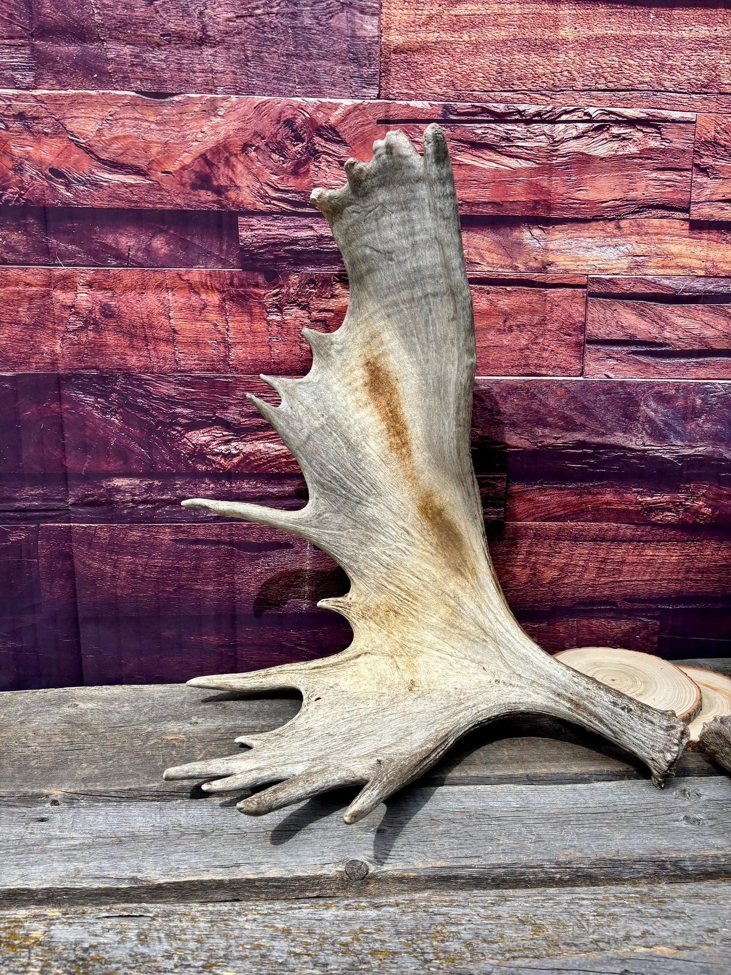 Enormous Alberta Moose Antler Set. Massive antlers for wall decor, crafting, carving and more.