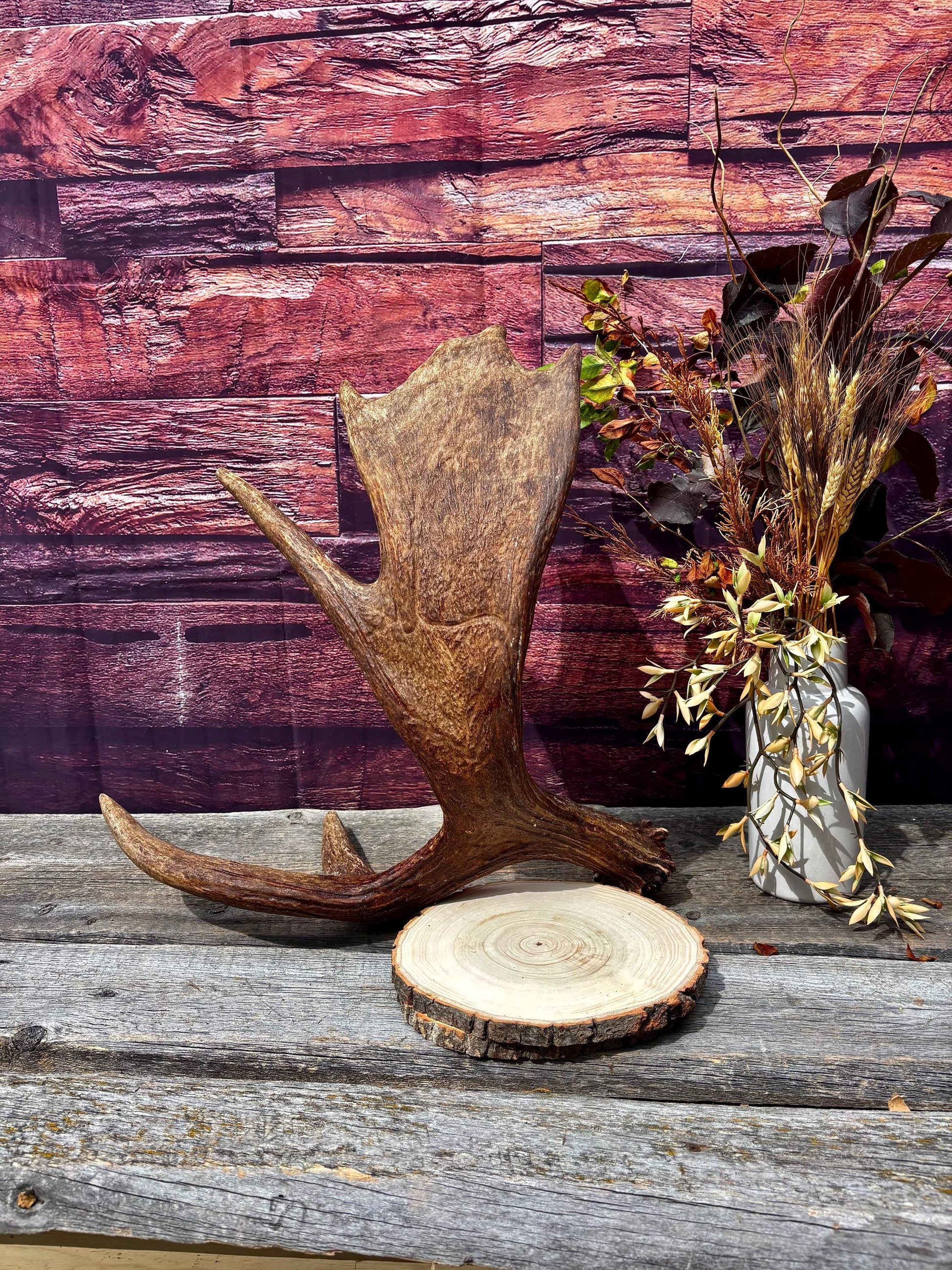 Bull Moose Antler. Super Fresh, Dark-Colored Moose “Paddle” For Crafting, Decor and More