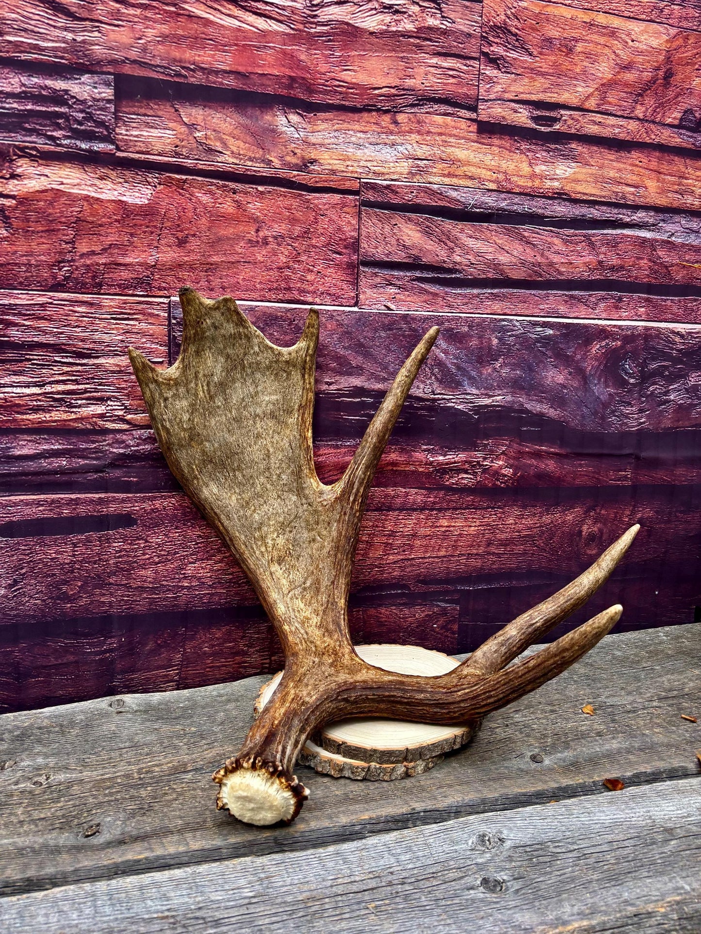 Bull Moose Antler. Super Fresh, Dark-Colored Moose “Paddle” For Crafting, Decor and More