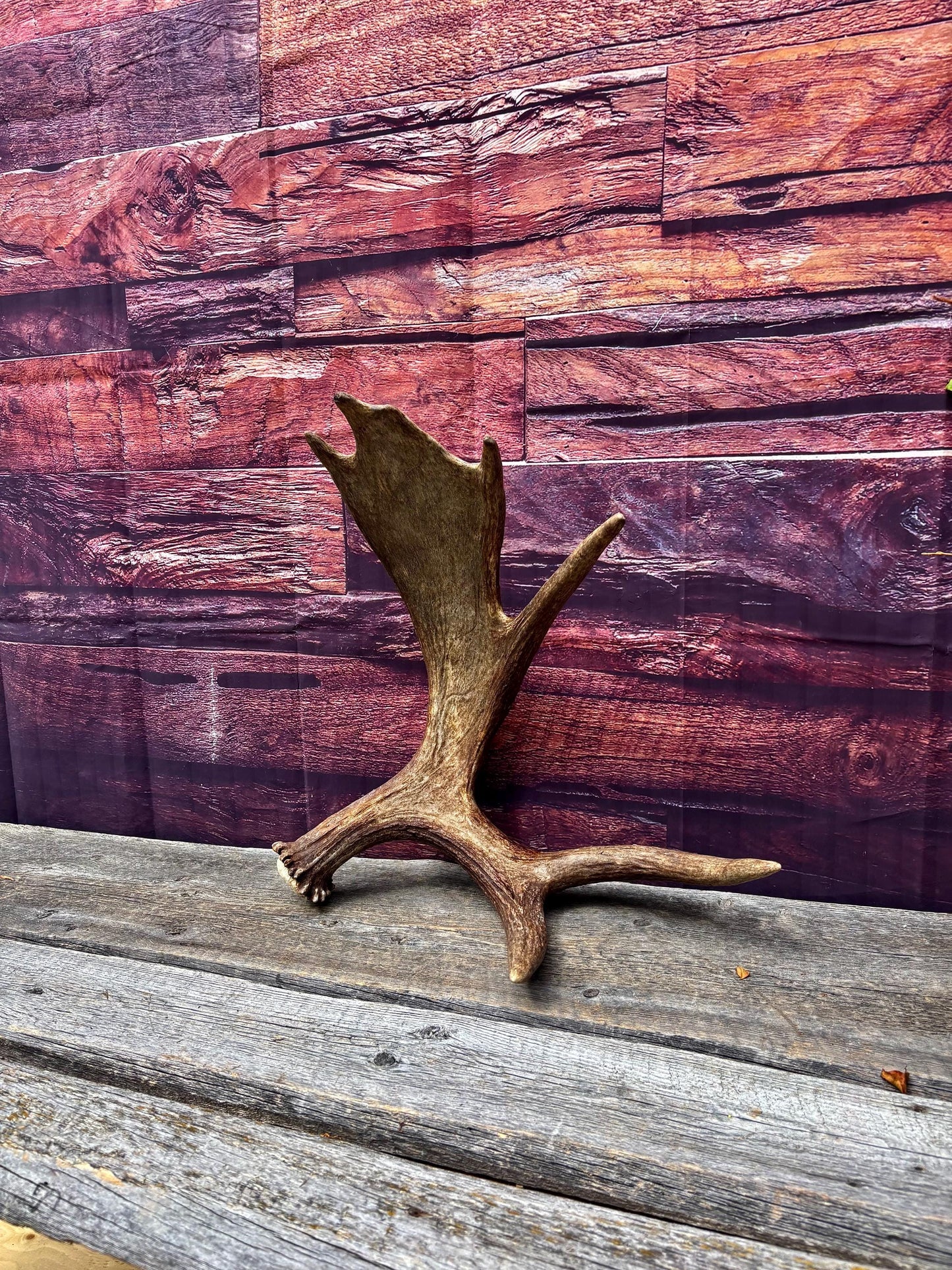 Bull Moose Antler. Super Fresh, Dark-Colored Moose “Paddle” For Crafting, Decor and More