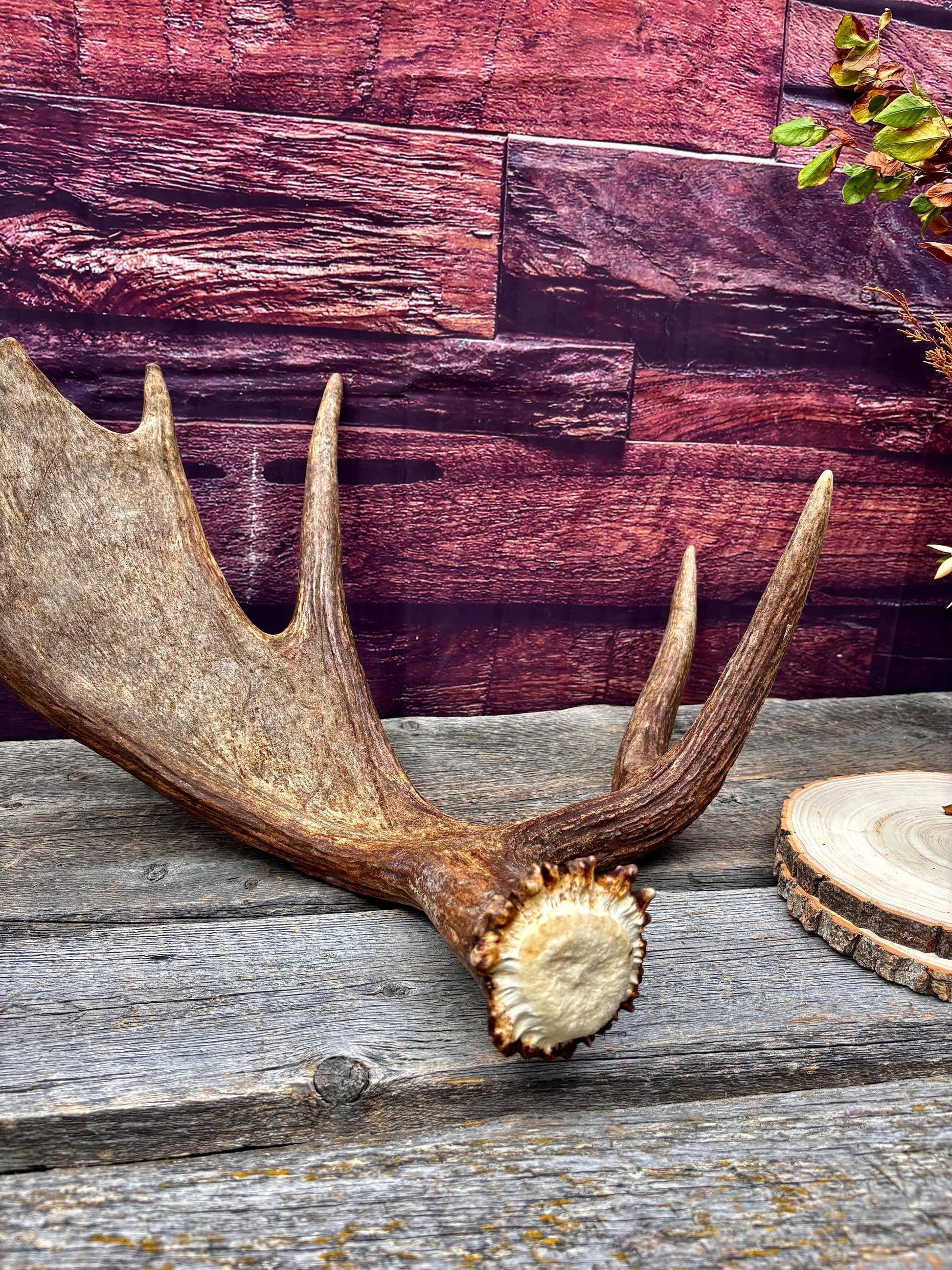 Bull Moose Antler. Super Fresh, Dark-Colored Moose “Paddle” For Crafting, Decor and More