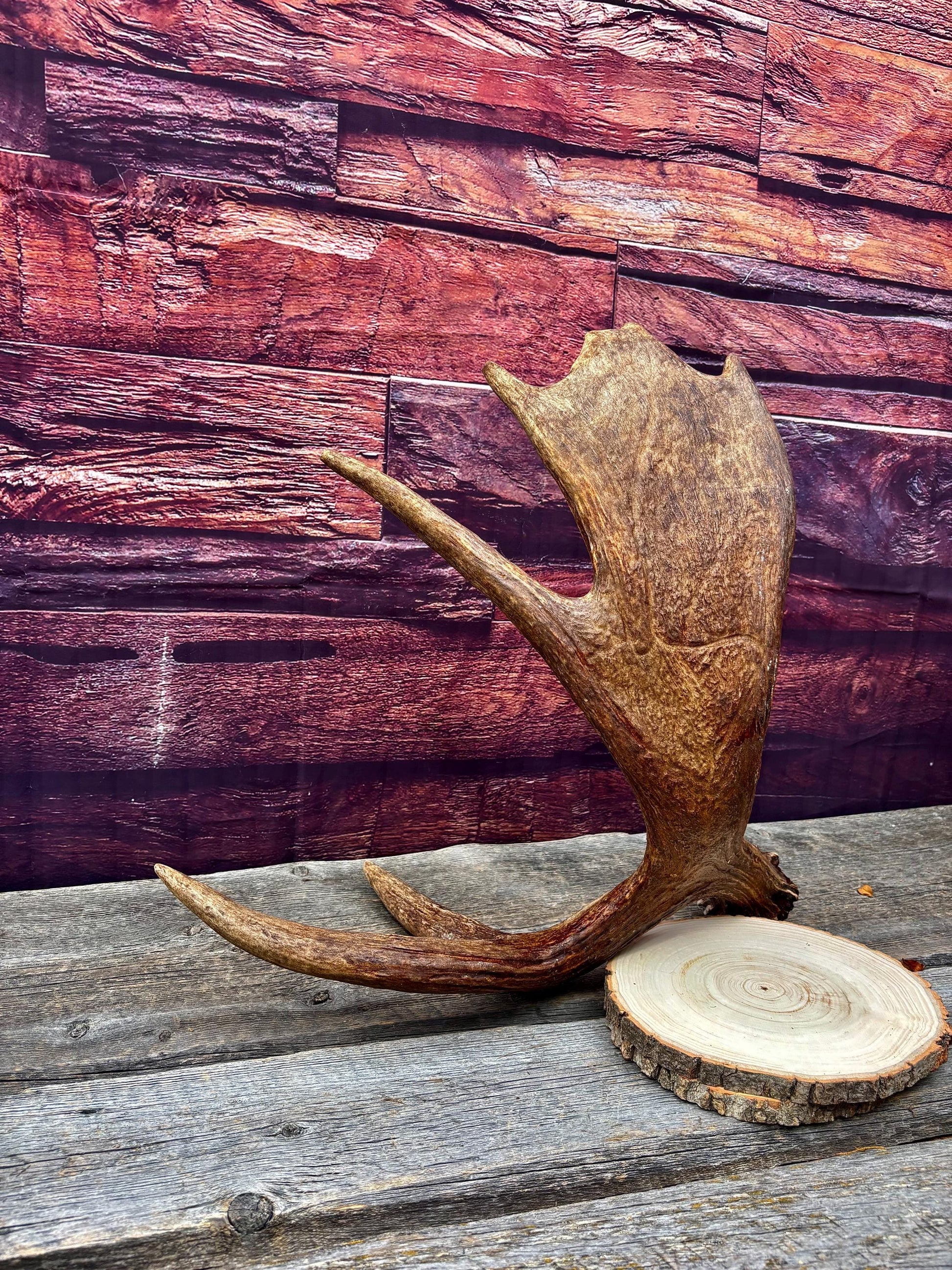 Bull Moose Antler. Super Fresh, Dark-Colored Moose “Paddle” For Crafting, Decor and More