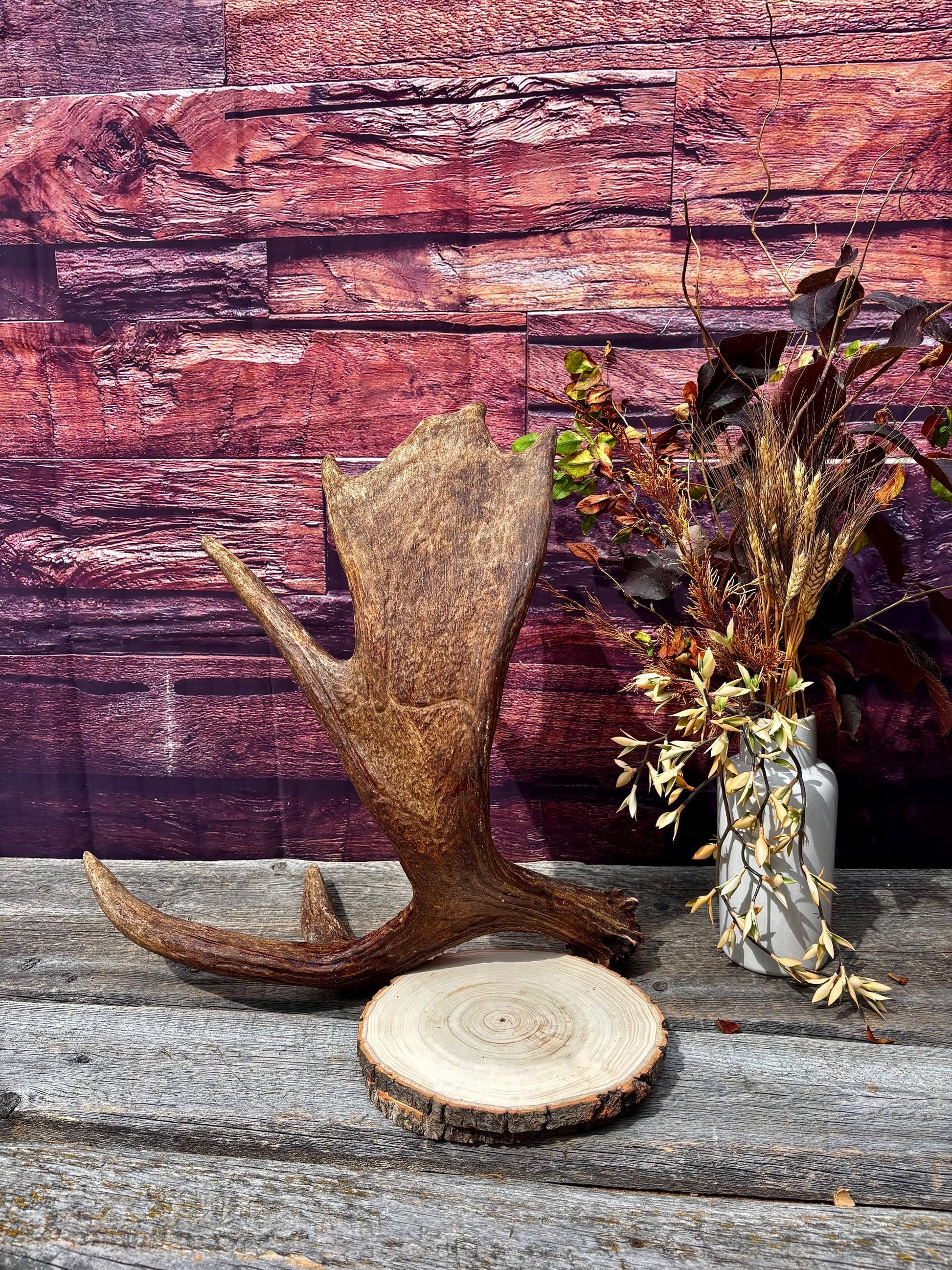 Bull Moose Antler. Super Fresh, Dark-Colored Moose “Paddle” For Crafting, Decor and More