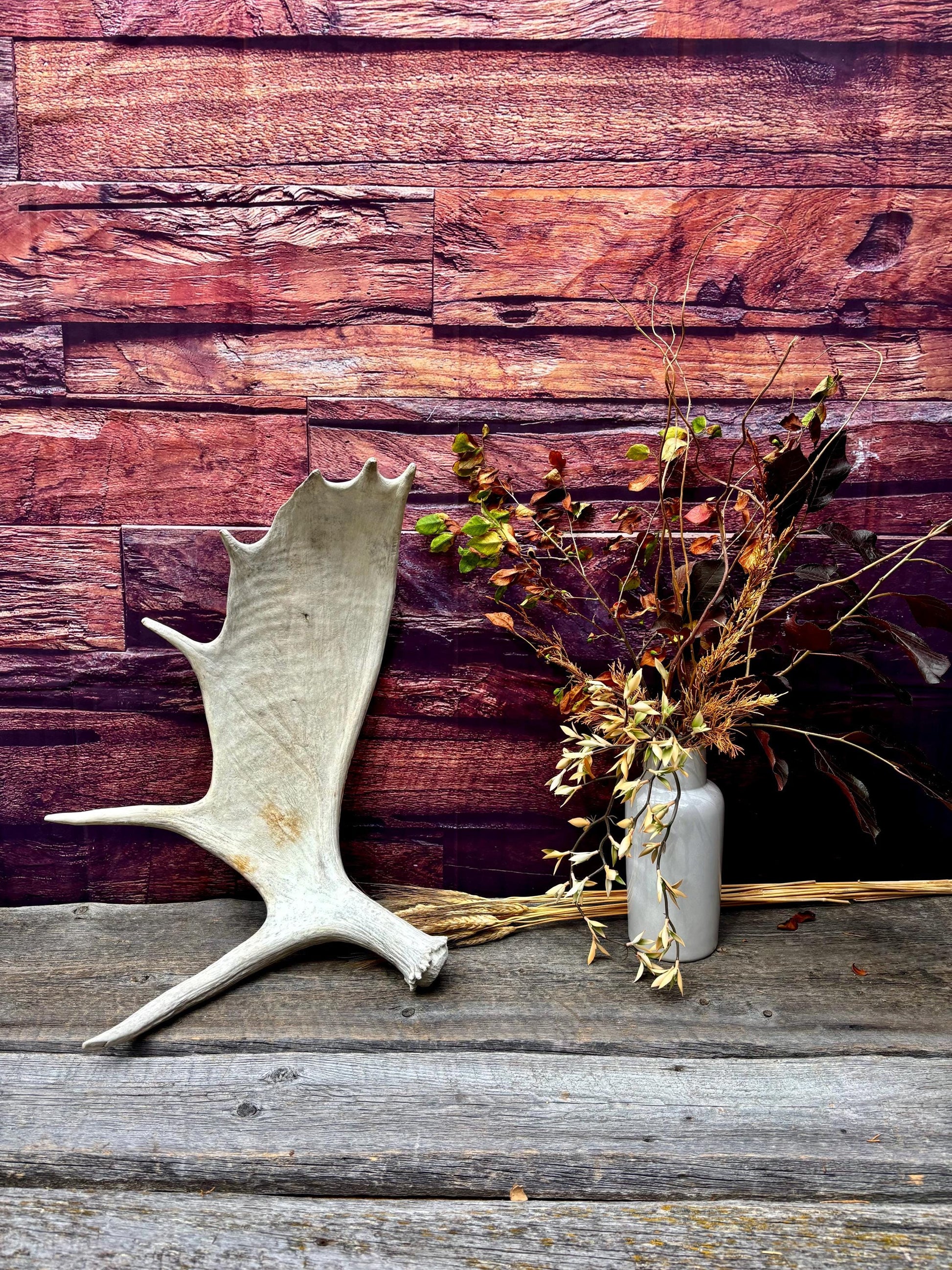 Large Bull Moose Antler. Antler for Crafting, Decor, Interior Design, and more!