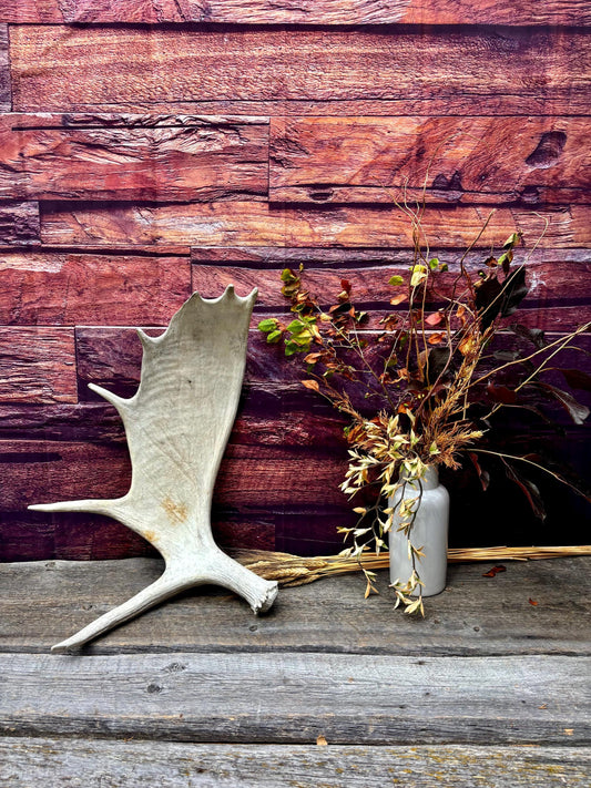 Large Bull Moose Antler. Antler for Crafting, Decor, Interior Design, and more!