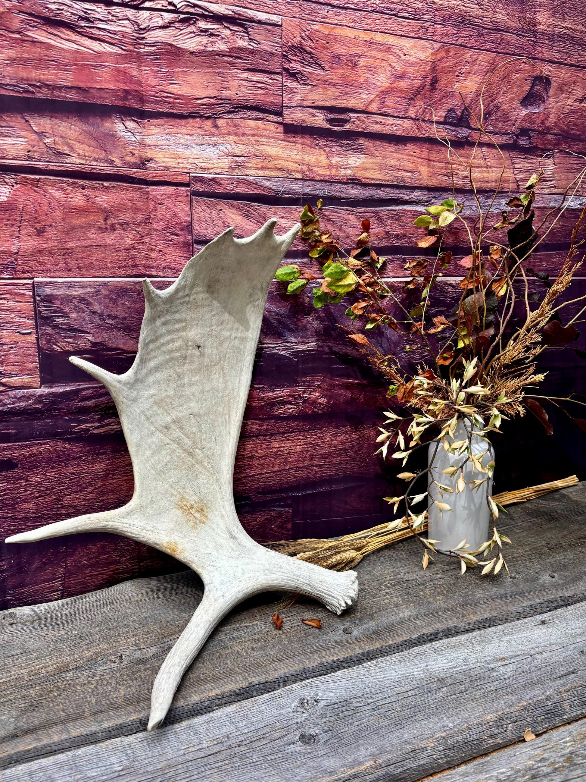 Large Bull Moose Antler. Antler for Crafting, Decor, Interior Design, and more!