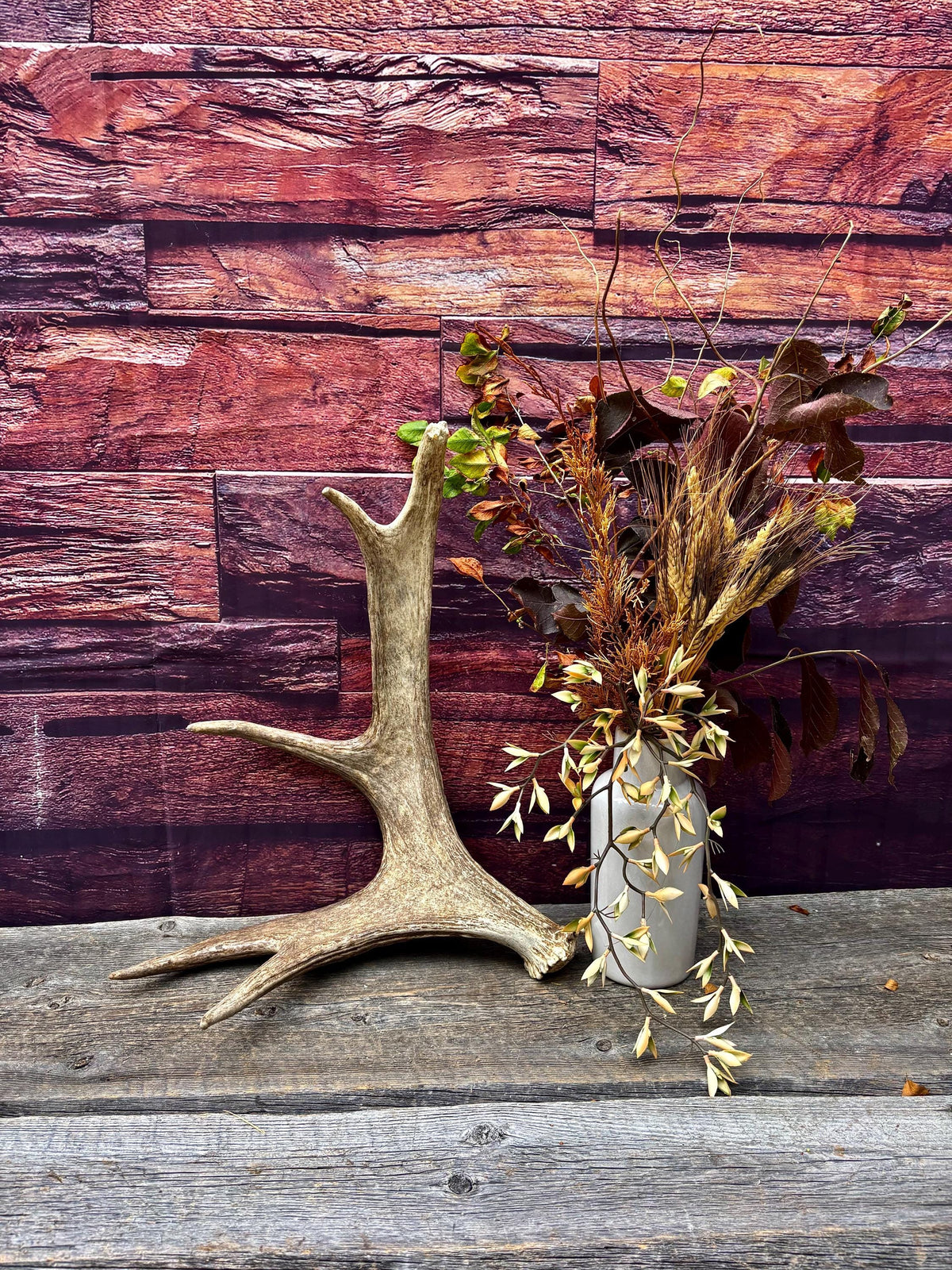 Med-sized Bull Moose Antler. Ideal Crafting, Carving or Decor Antler