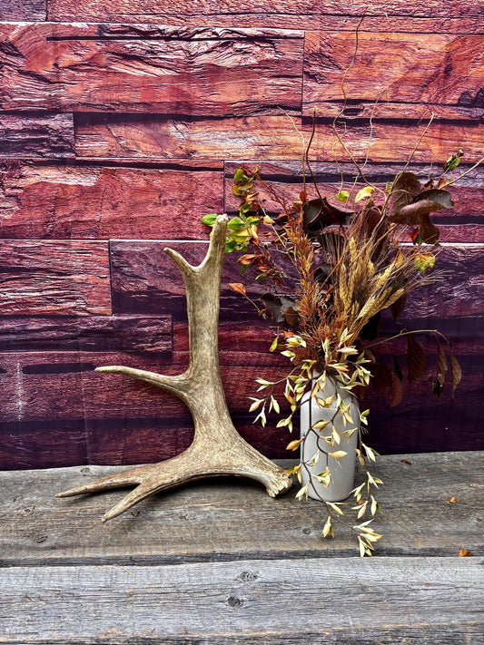 Med-sized Bull Moose Antler. Ideal Crafting, Carving or Decor Antler