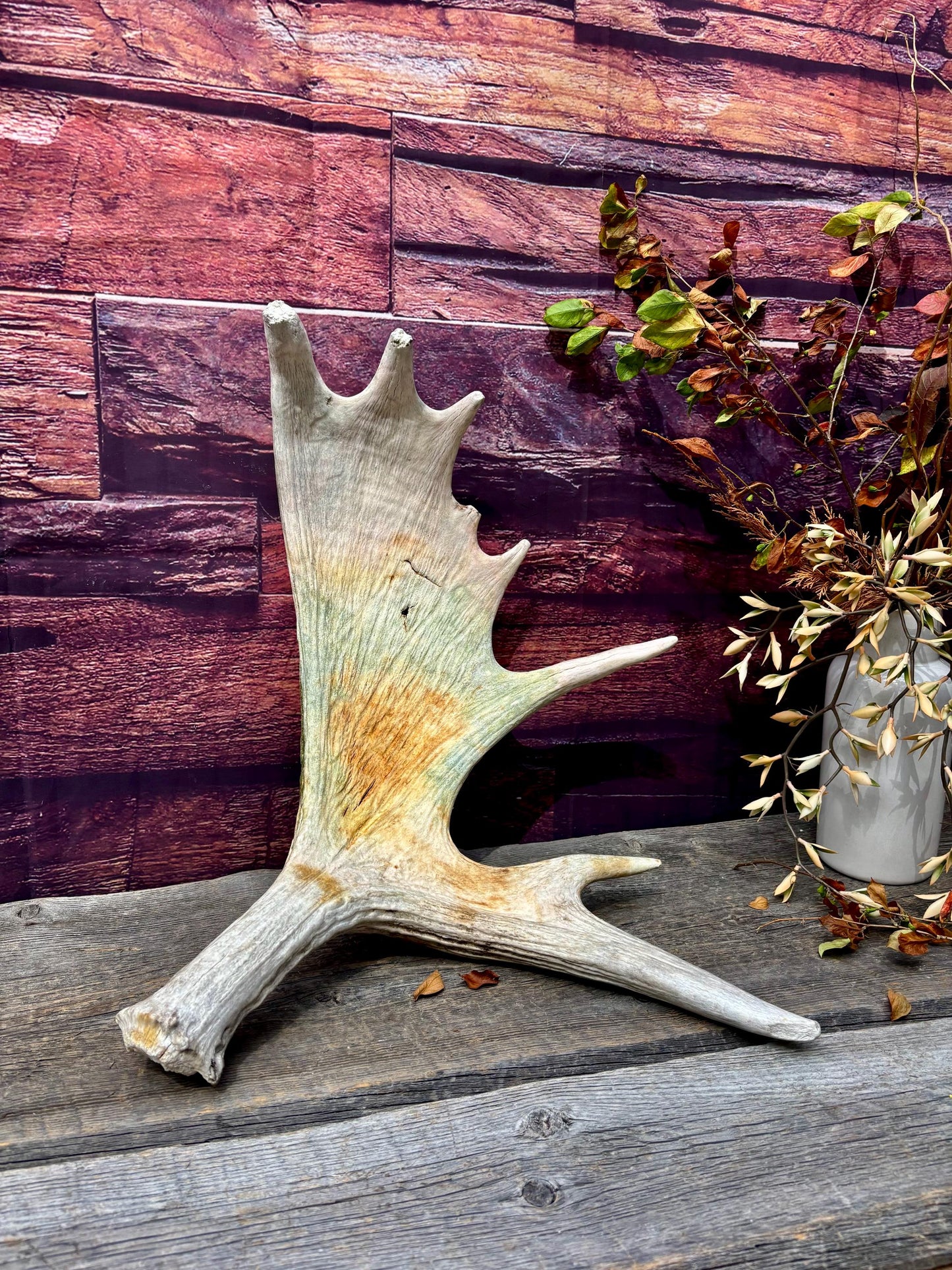 Wild Bull Moose Shed Antler. Interior Design and Decor Item.